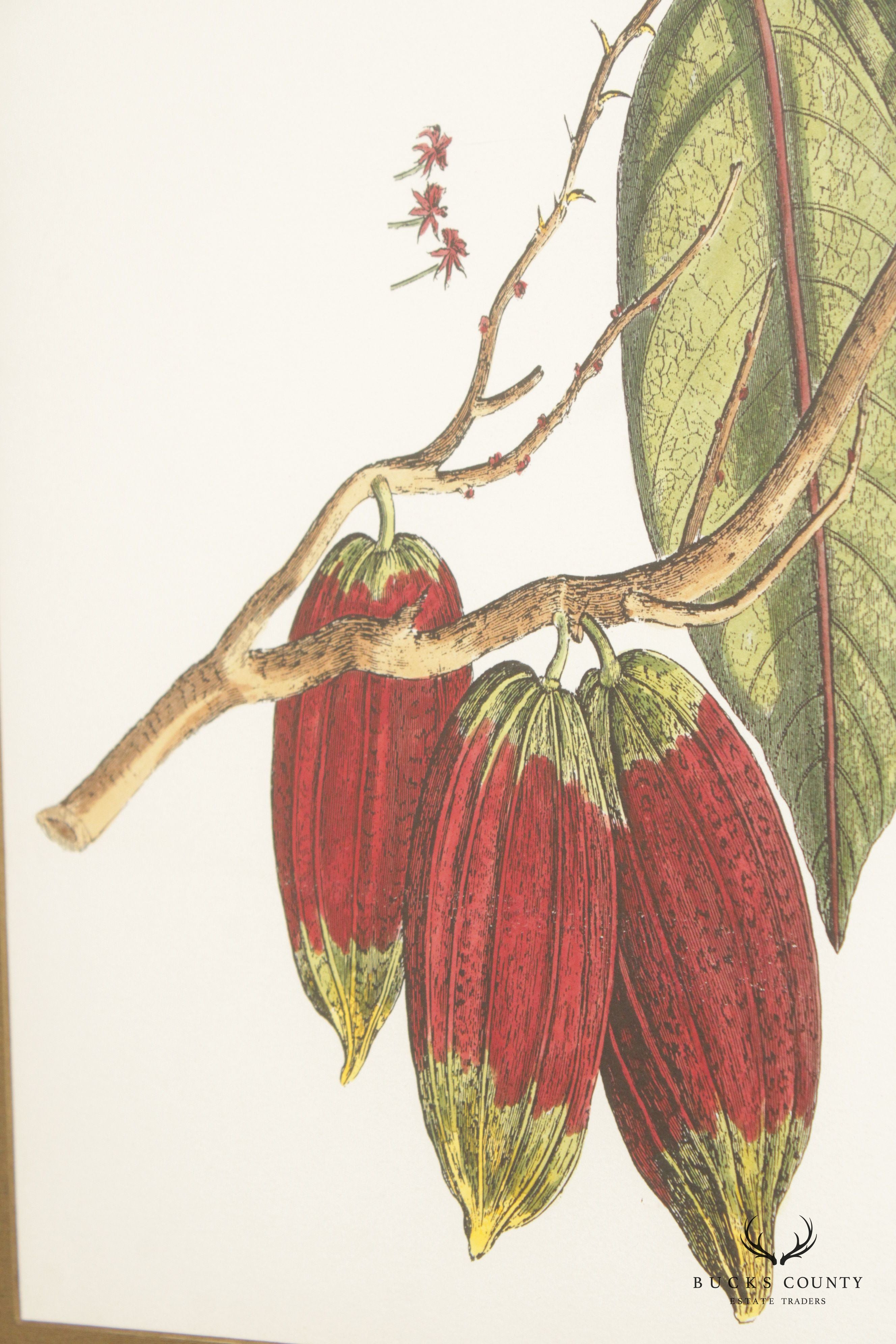 John Richard 'The Cacao Tree' Botanical Print, Custom Framed