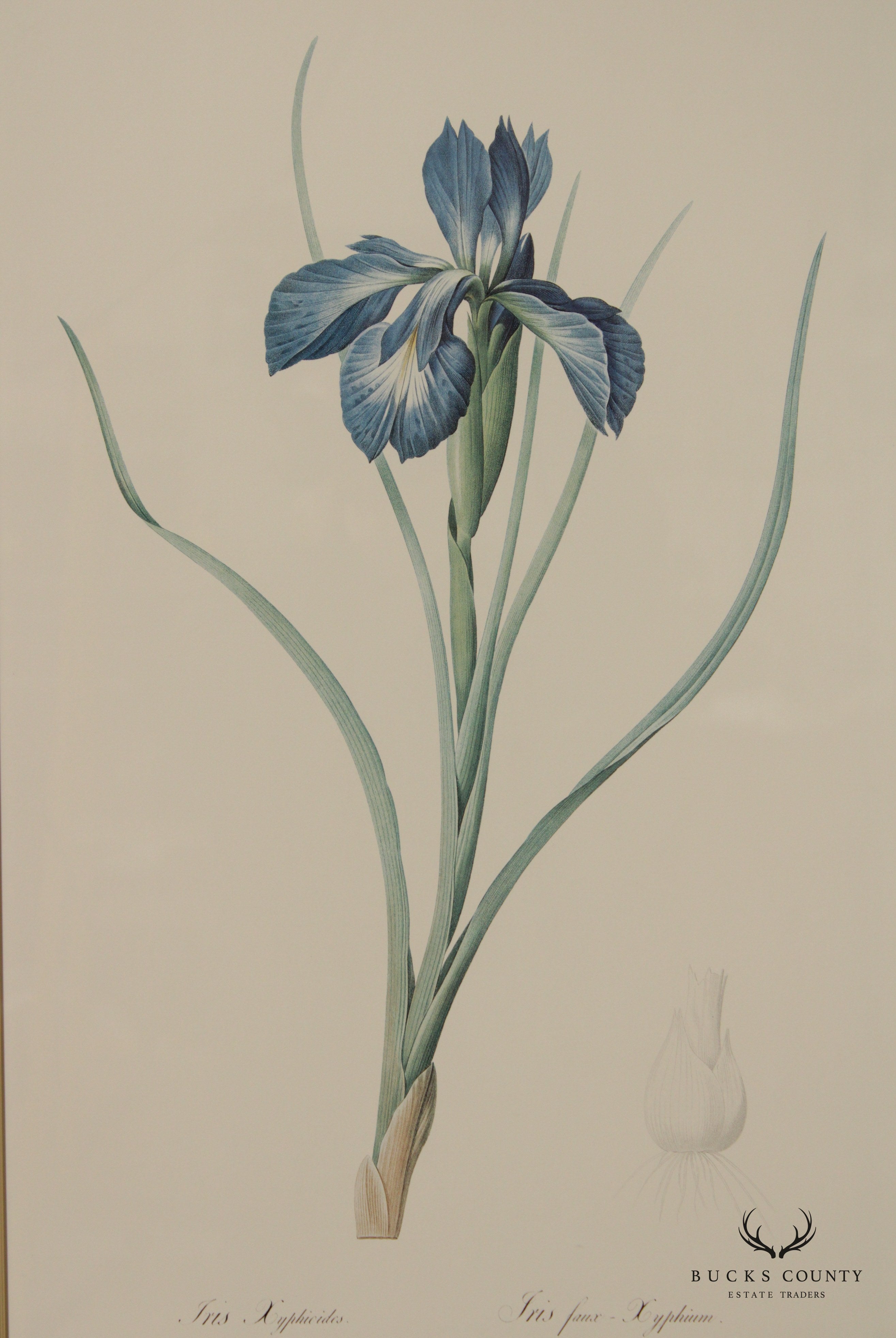 Vintage Pair of Iris Botanical Prints After Pierre-Joseph Redouté
