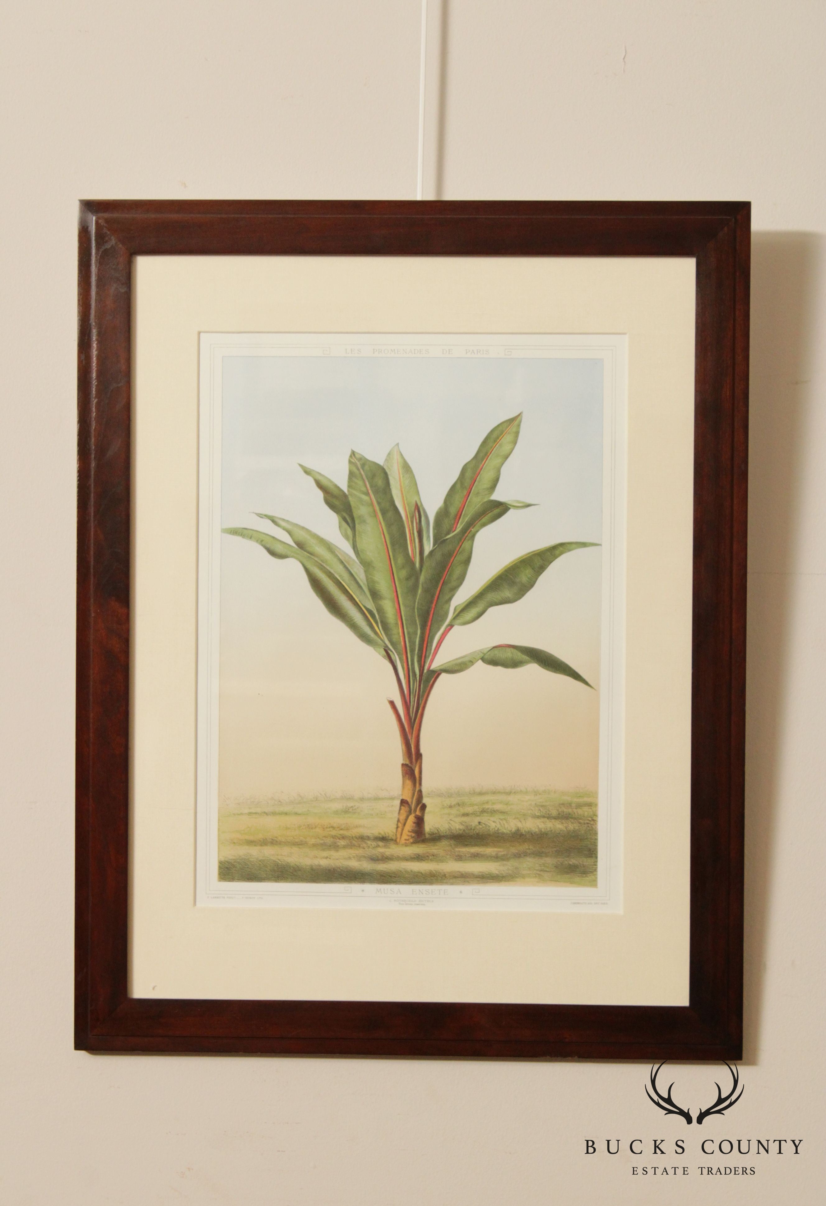 Le Promenades de Paris 'Musa Ensete' Lithograph after Francois Frederic Grobon