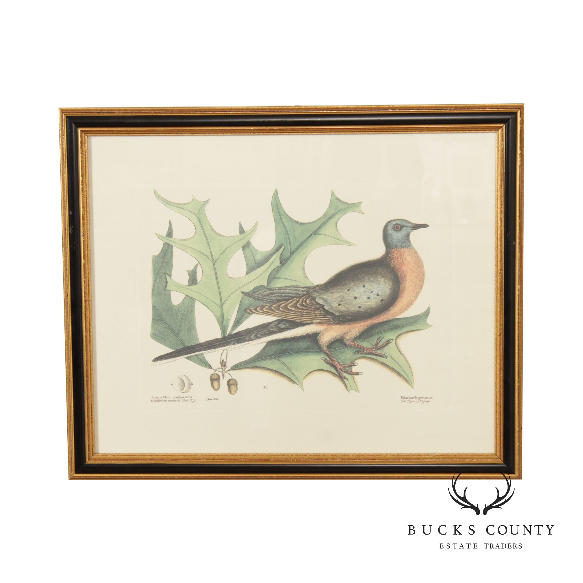 Vintage 'The Pigeon of Passage' Engraving after Mark Catesby