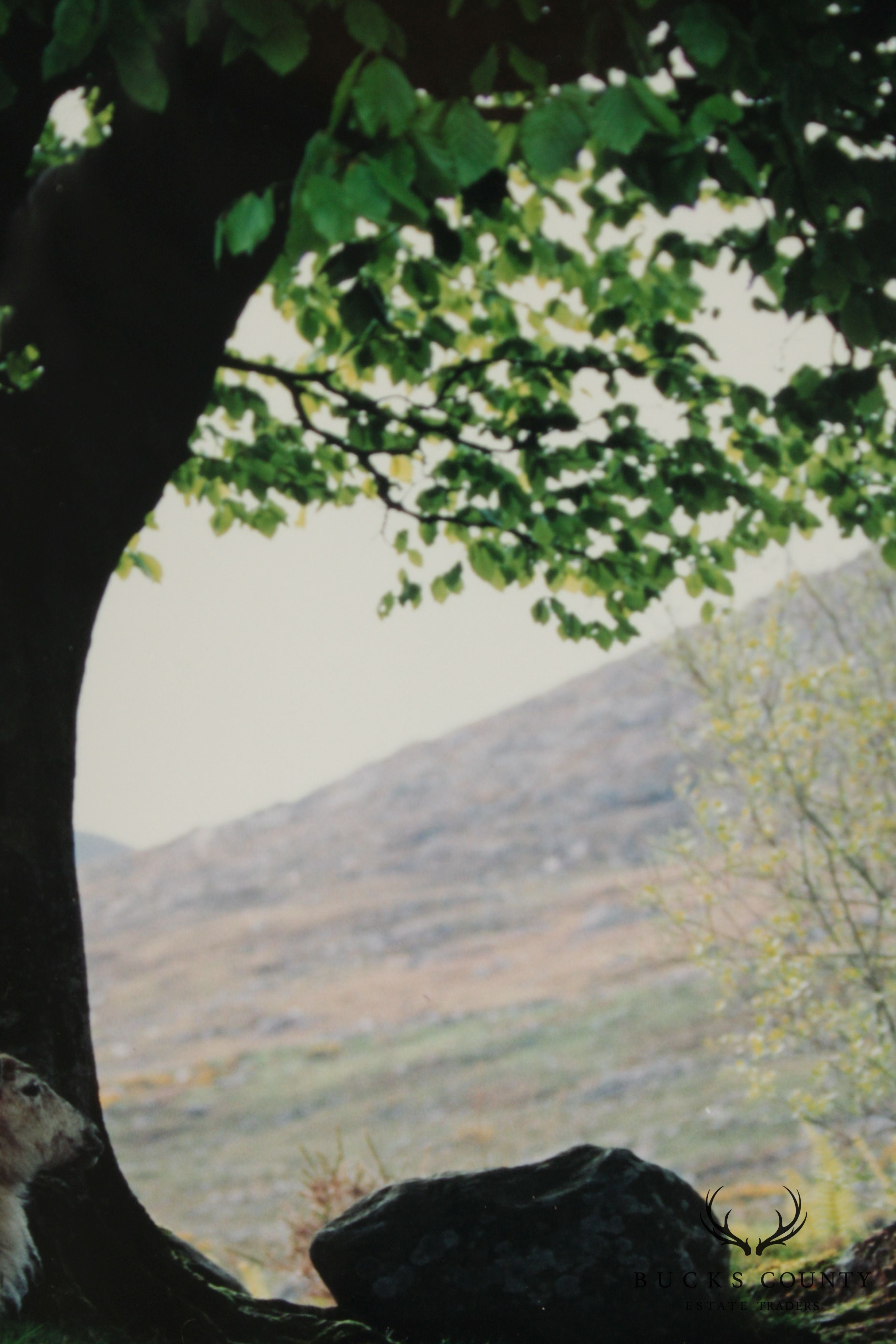 Ireland 'Sheepscape' Landscape Photograph by John and Debra Scanlan