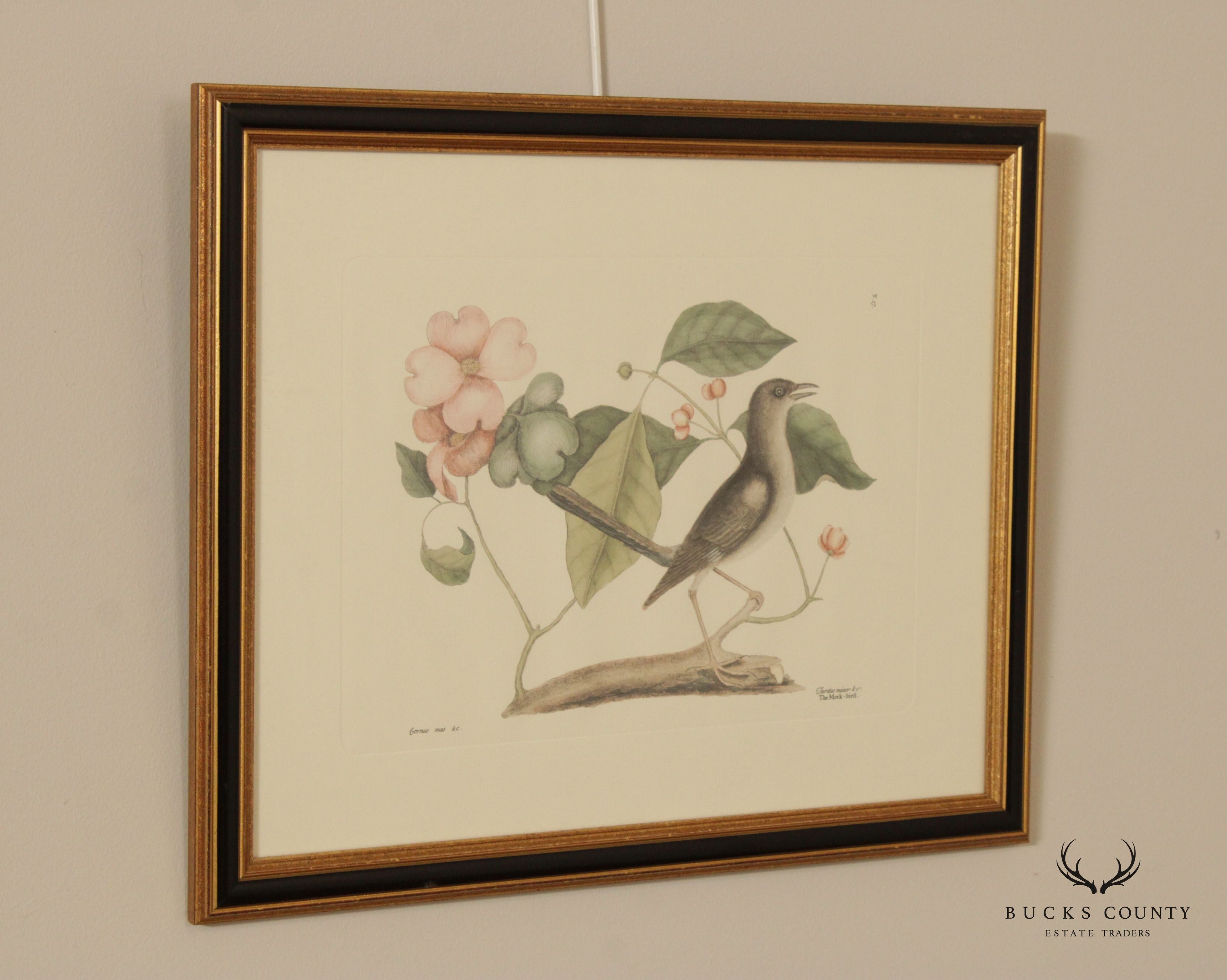 Vintage 'The Mock-Bird' Engraving after Mark Catesby