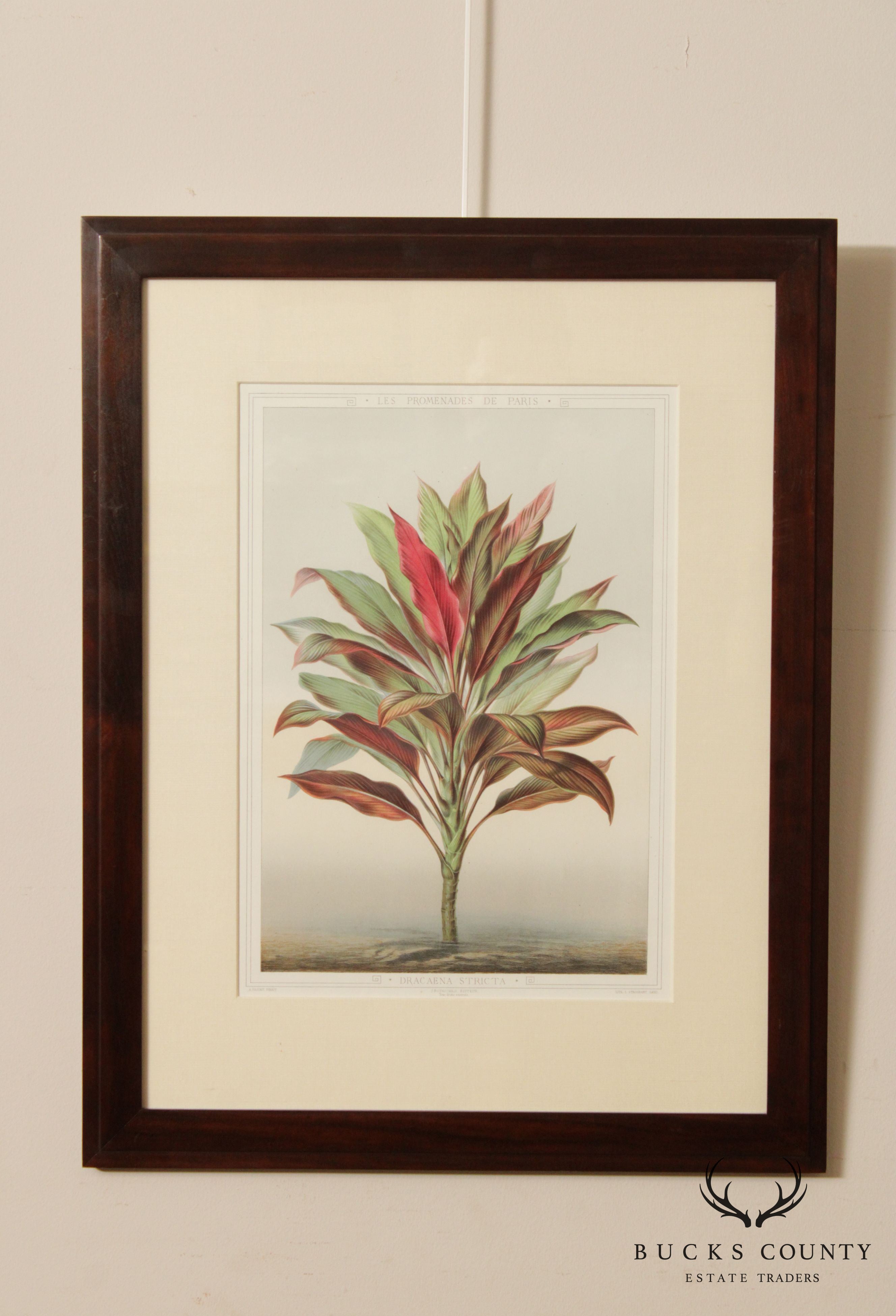 La Promenade de Paris 'Dracaena Stricta' Lithograph After Francois François Frédéric Grobon