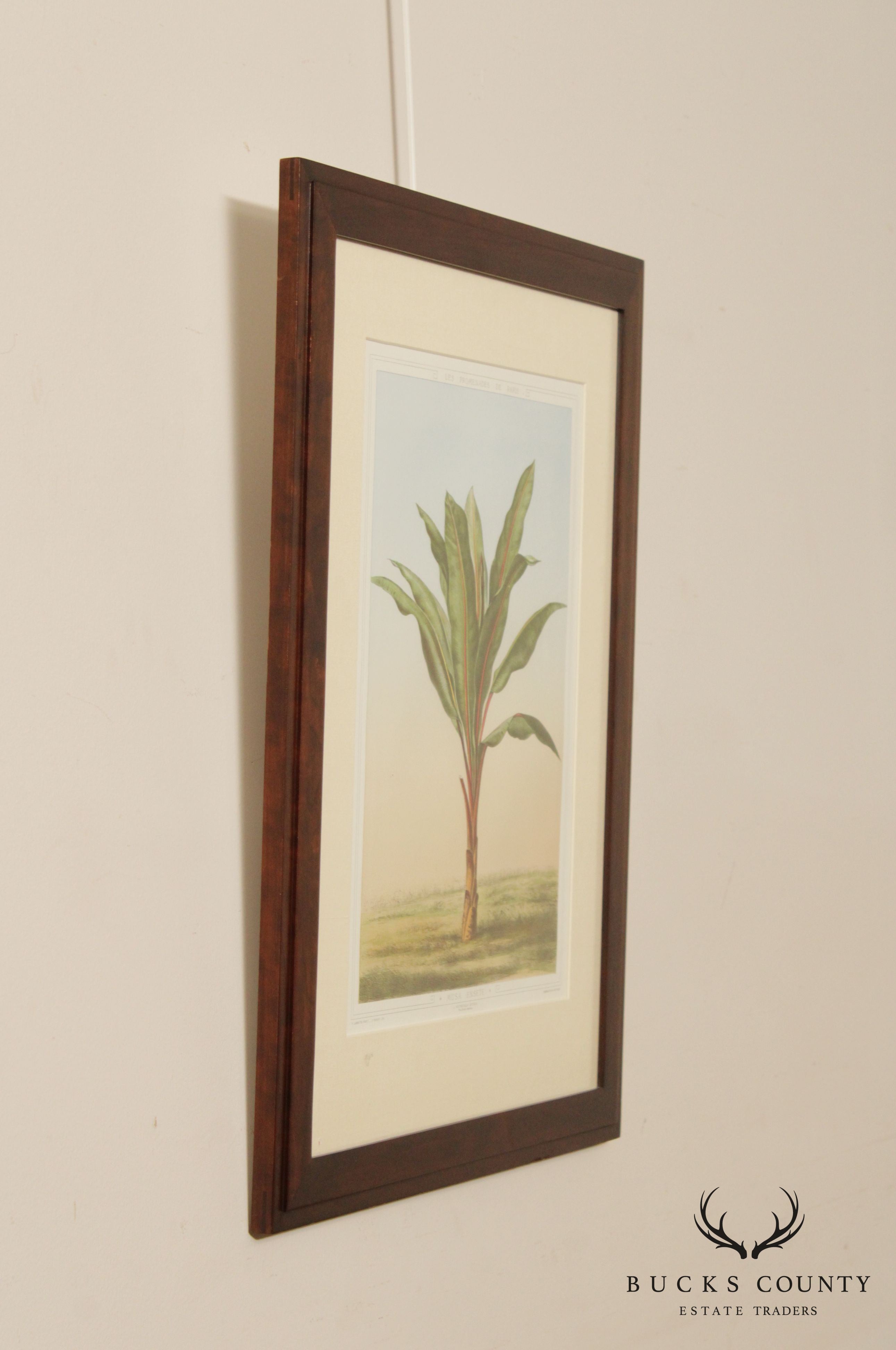 Le Promenades de Paris 'Musa Ensete' Lithograph after Francois Frederic Grobon