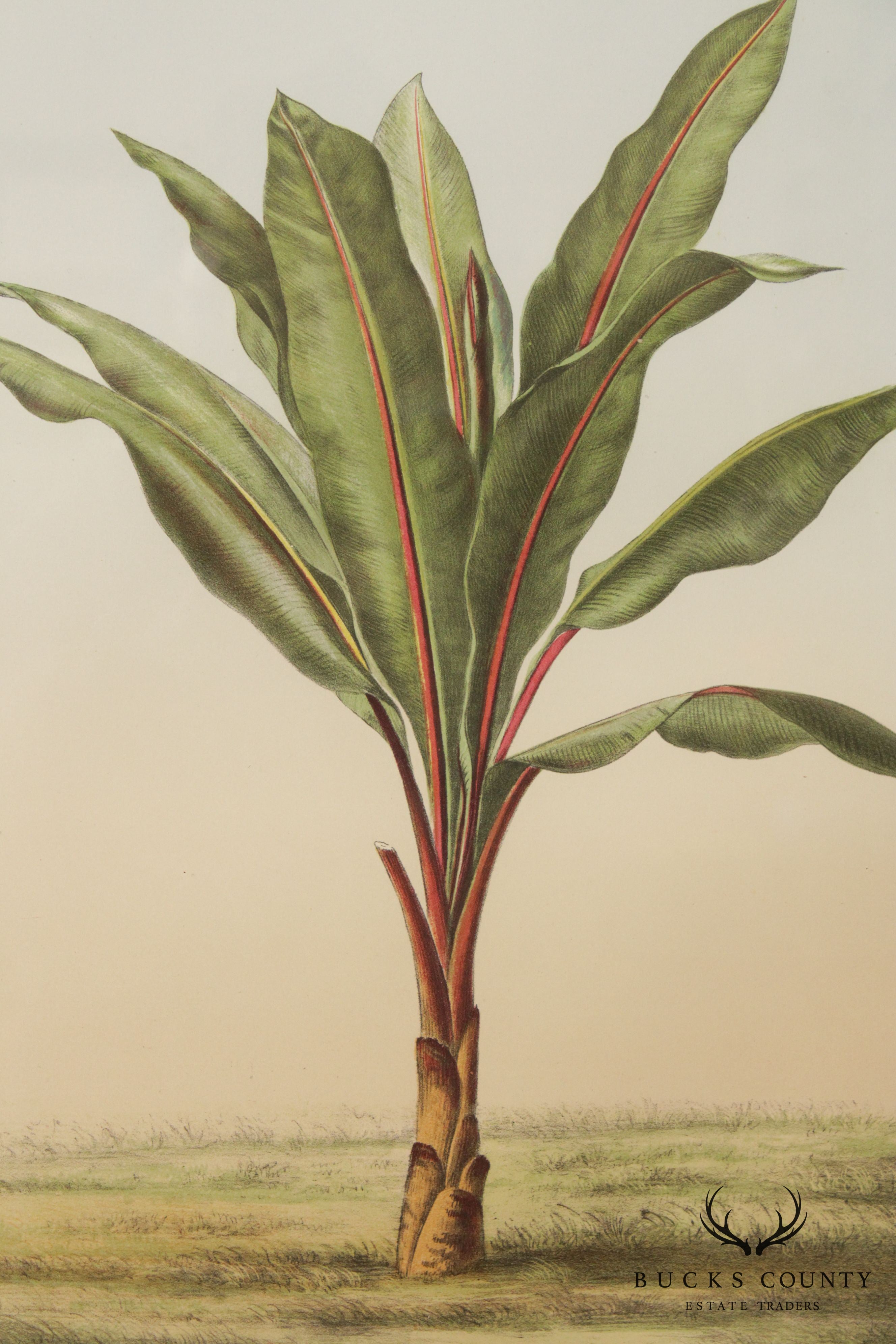 Le Promenades de Paris 'Musa Ensete' Lithograph after Francois Frederic Grobon