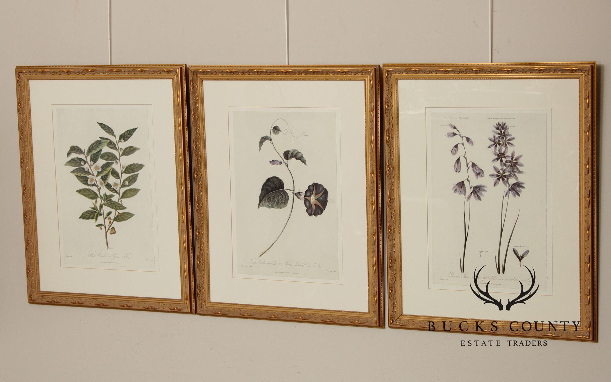 Decorative Set of Three Botanical Prints