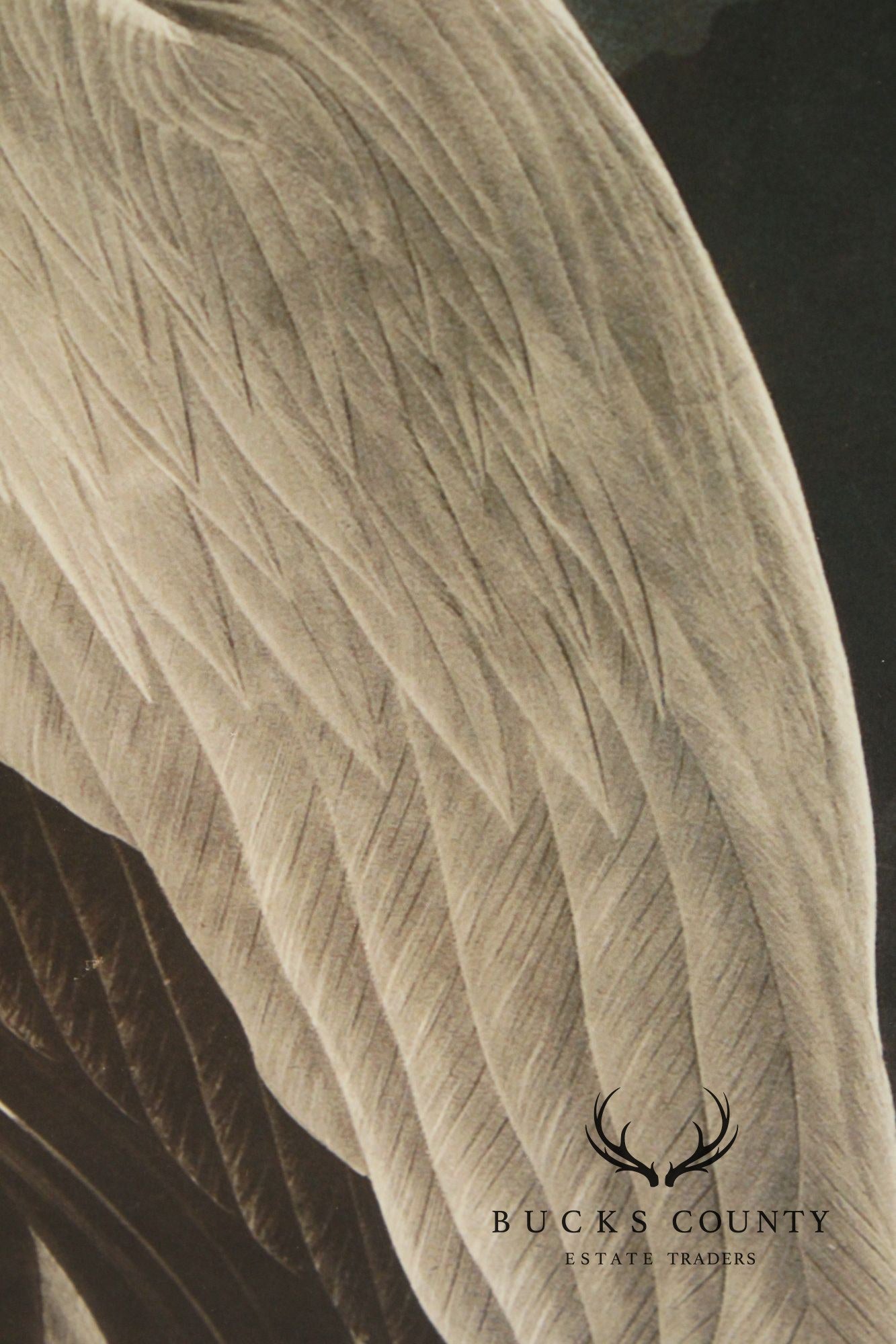 John James Audubon Ornithological, 'American White Pelican'