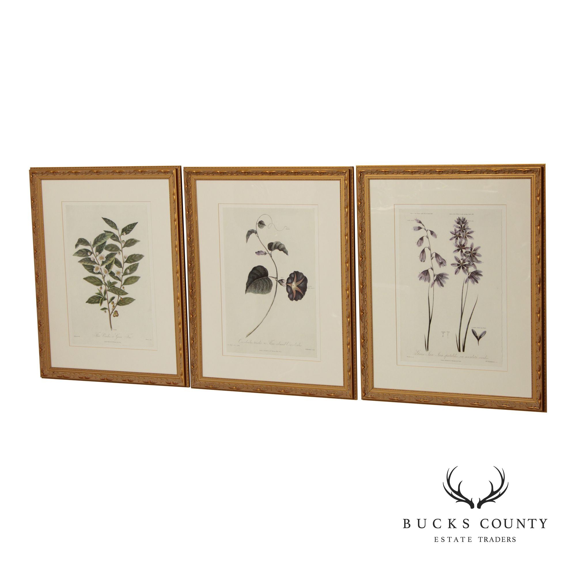 Decorative Set of Three Botanical Prints