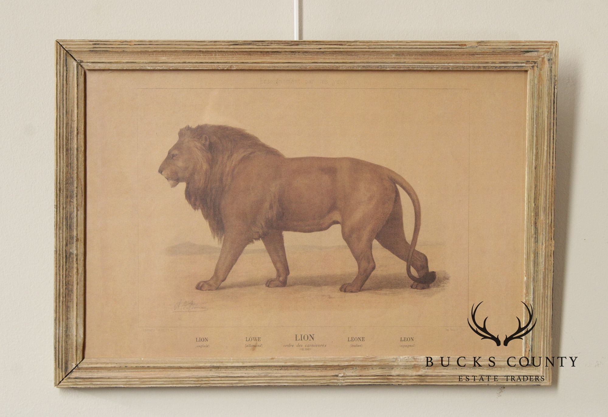 Antique Framed French Zoological Lion Print