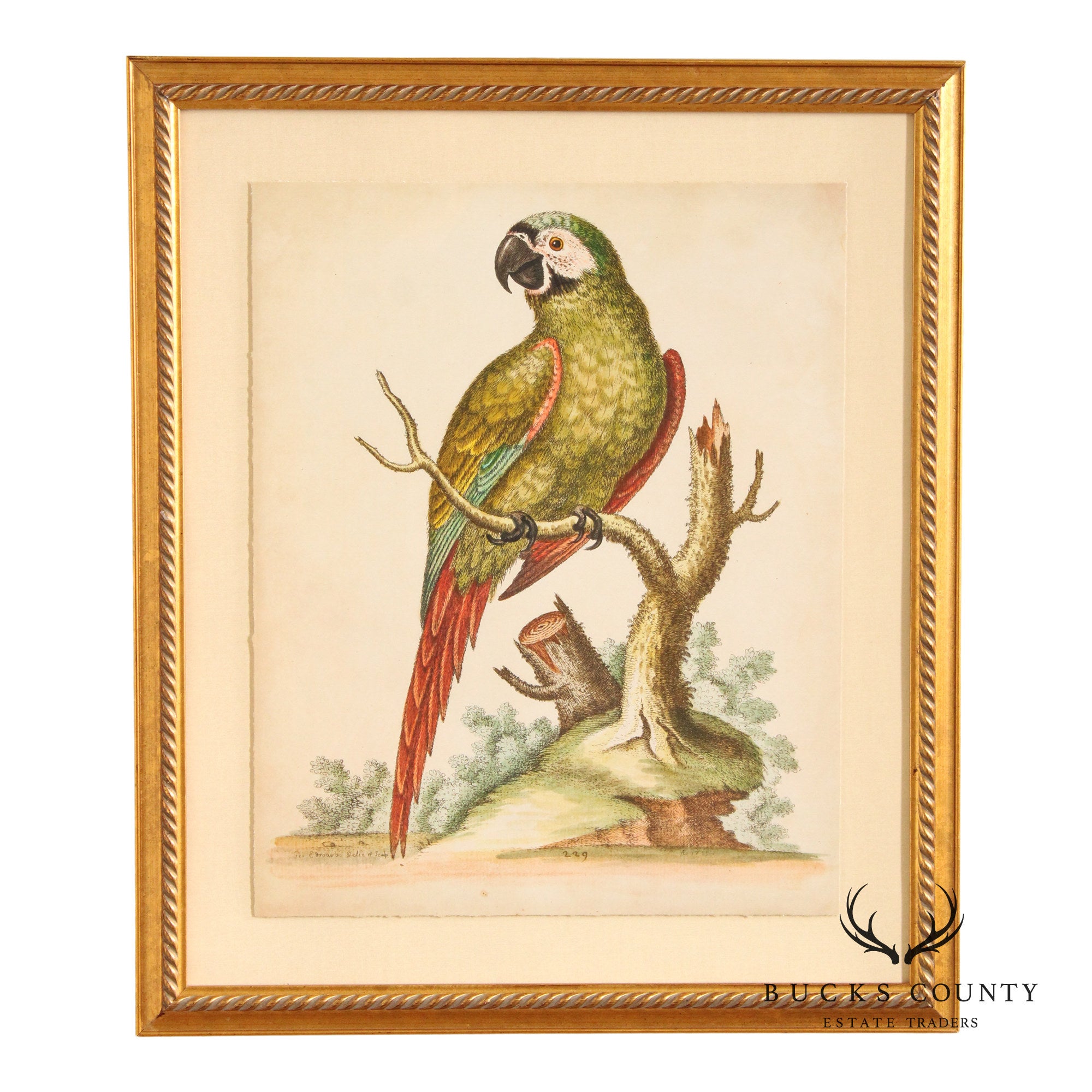 George Edwards Ornithological Print, 'Paradise Parrots II'