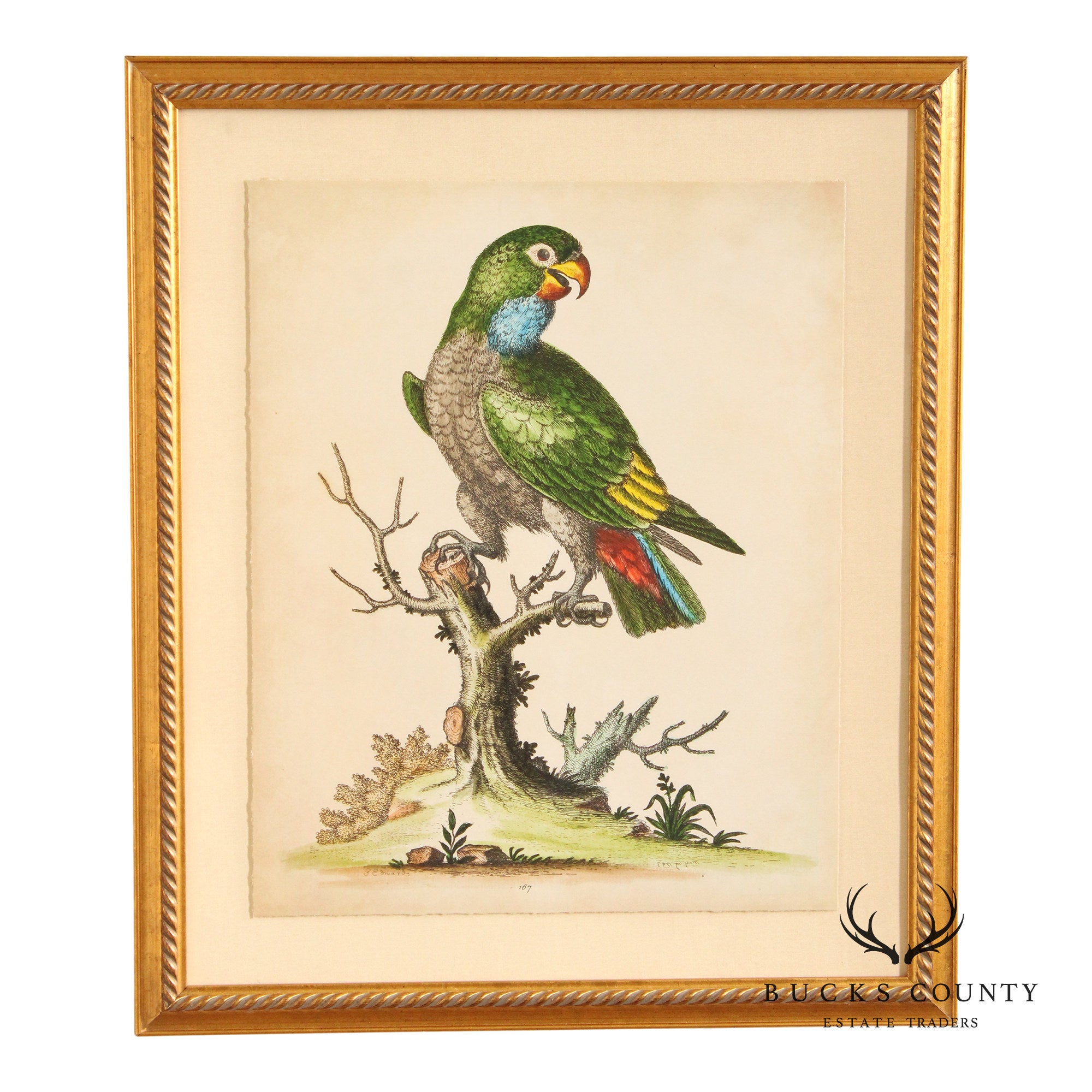 George Edwards Ornithological Print, 'Paradise Parrots I'