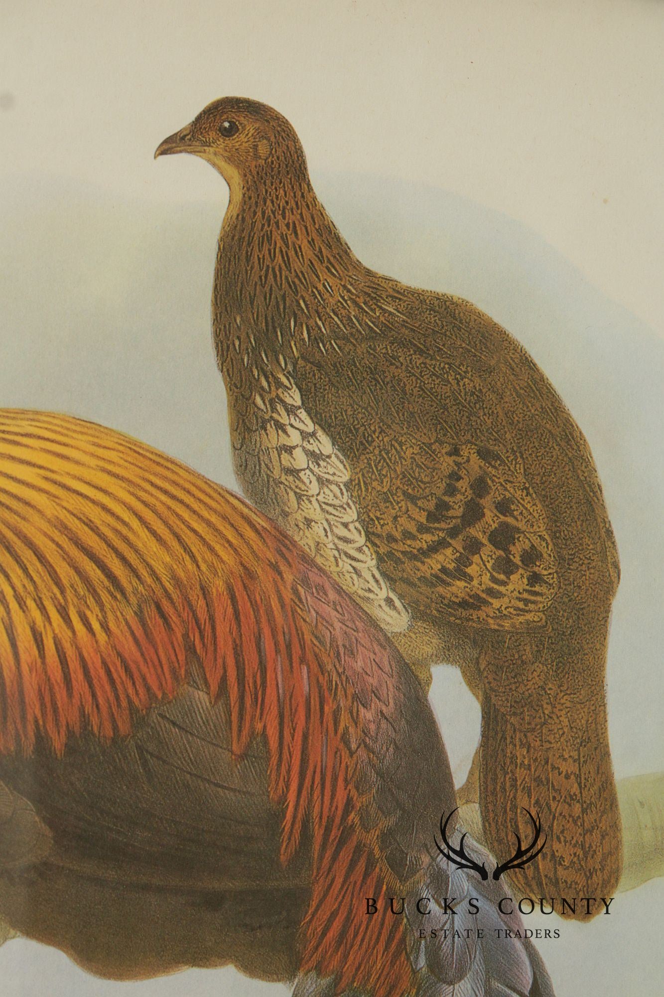 Vintage Ornithological Print, 'Gallus Lafayettii'