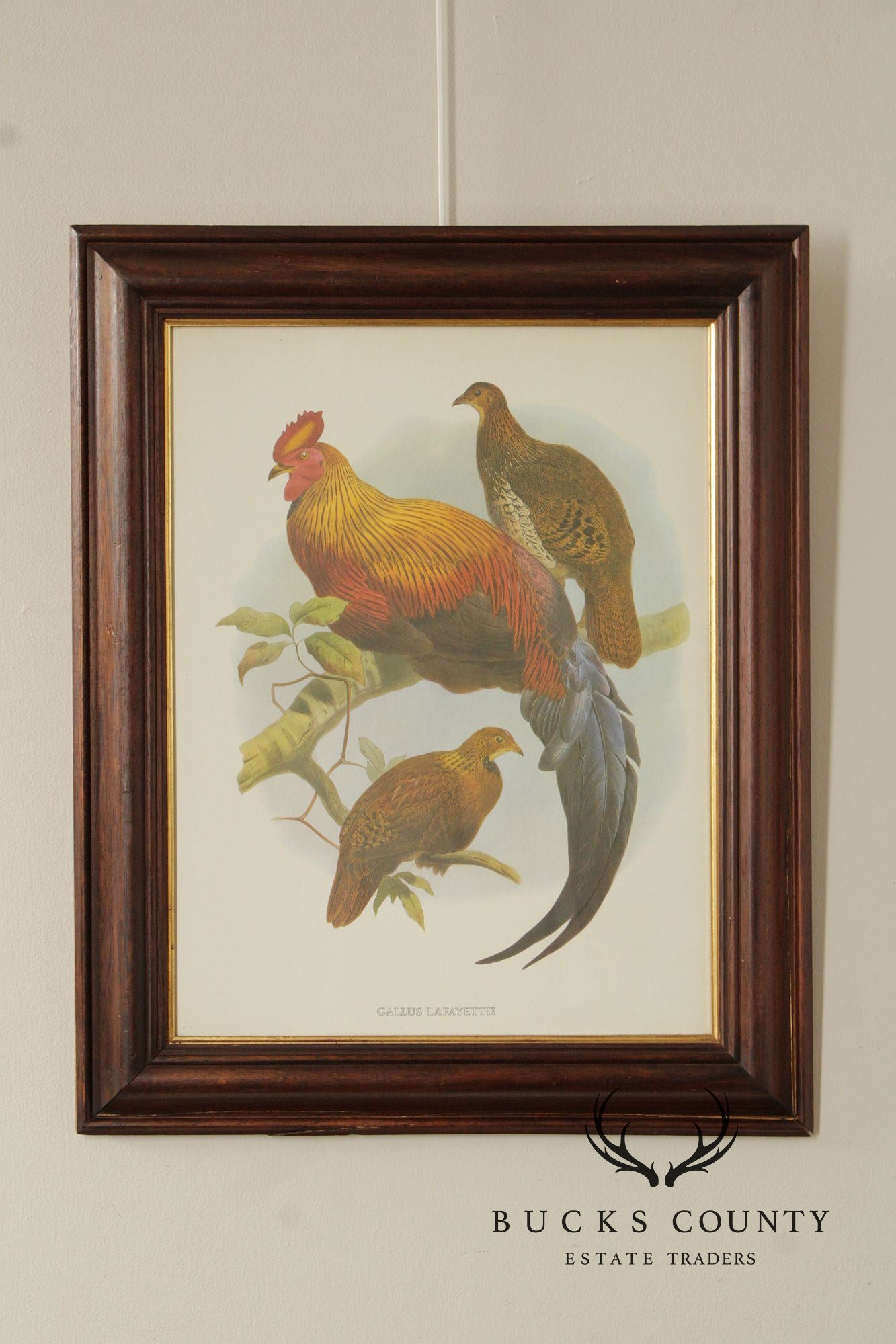 Vintage Ornithological Print, 'Gallus Lafayettii'