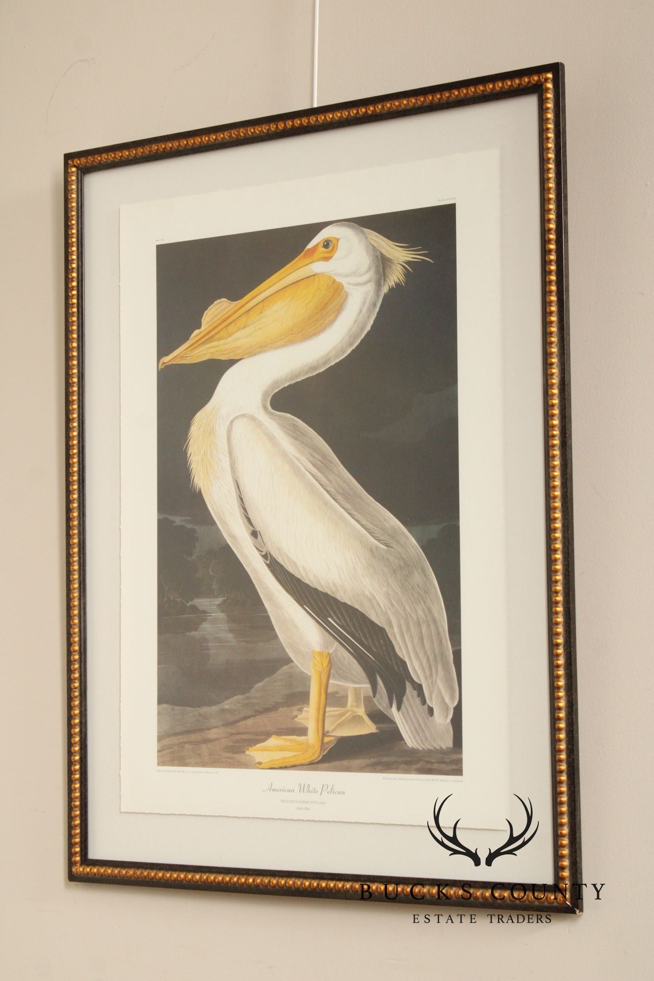 John James Audubon Ornithological, 'American White Pelican'