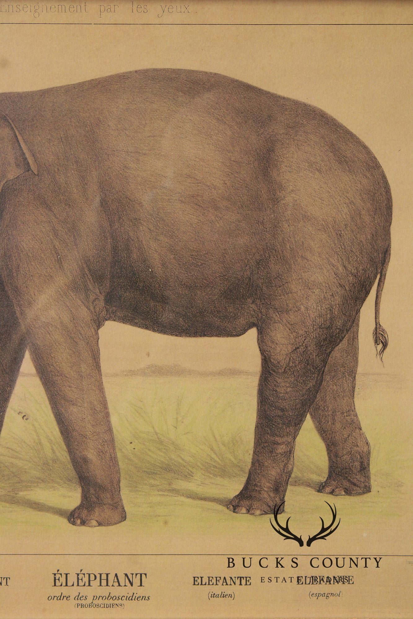 Antique French Zoological Elephant Print