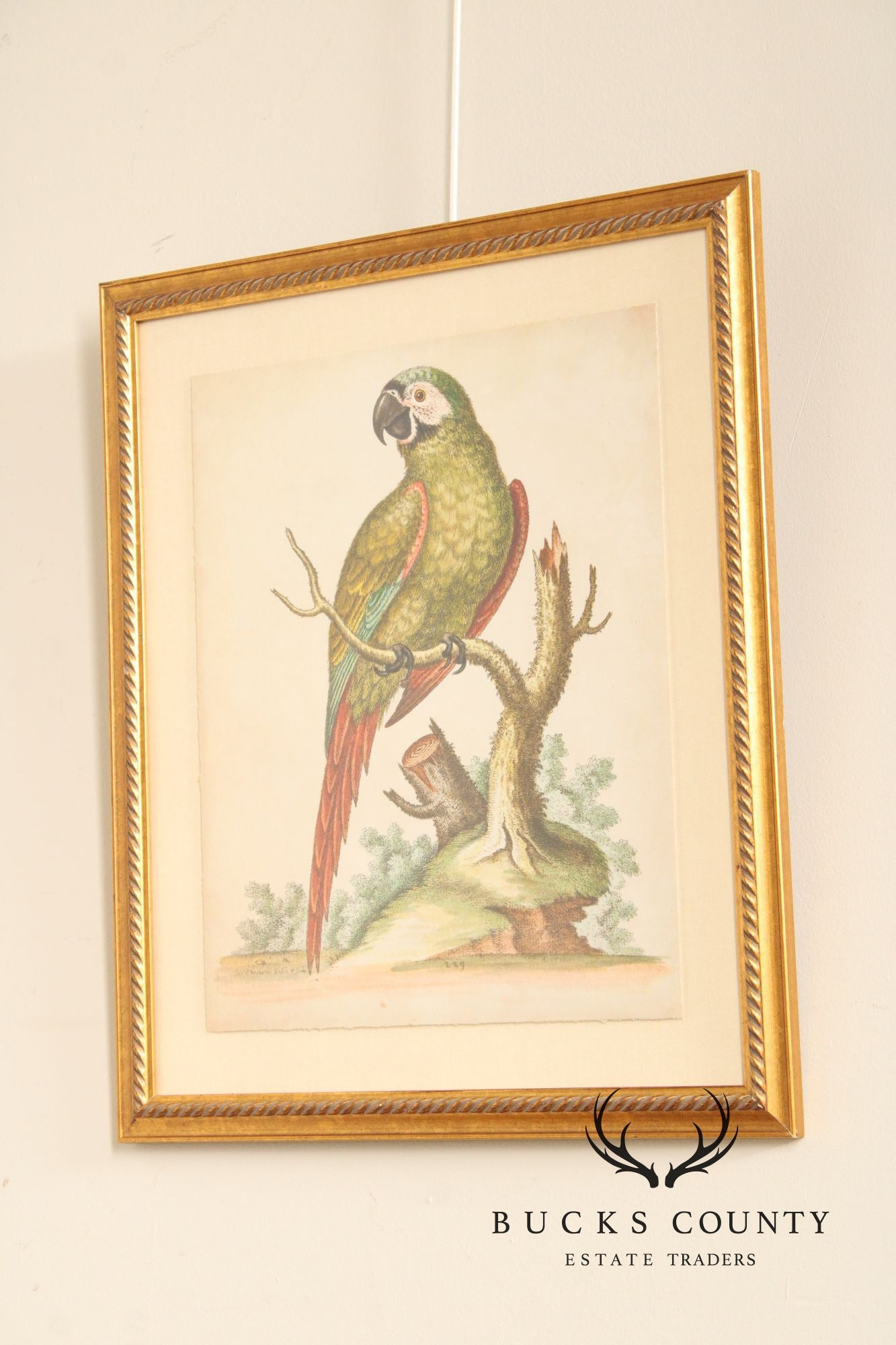 George Edwards Ornithological Print, 'Paradise Parrots II'