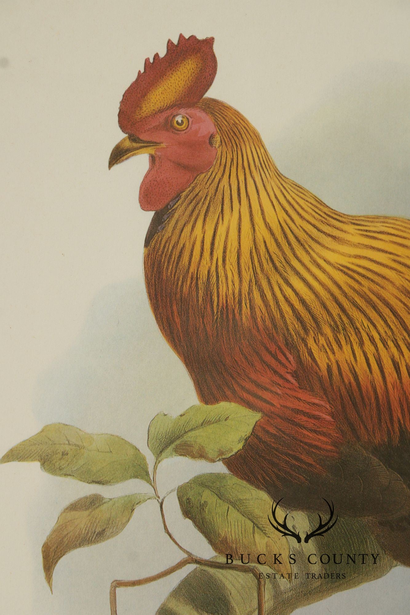 Vintage Ornithological Print, 'Gallus Lafayettii'