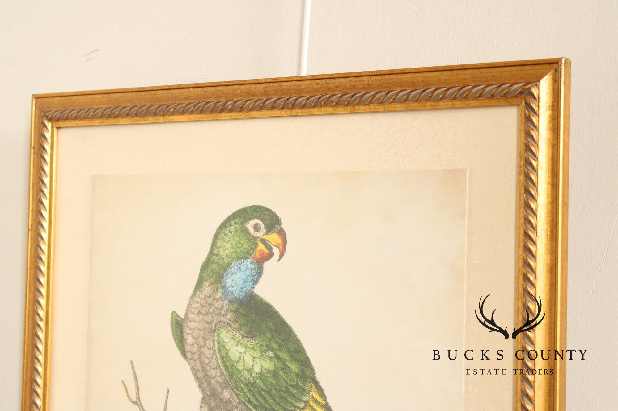 George Edwards Ornithological Print, 'Paradise Parrots I'