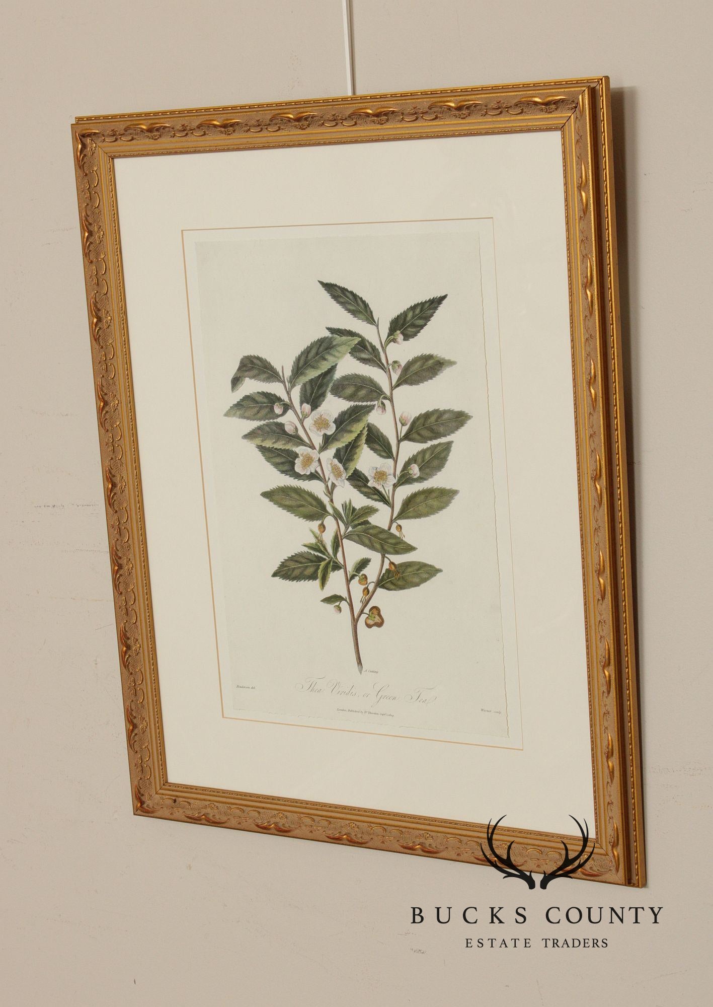 Decorative Set of Three Botanical Prints