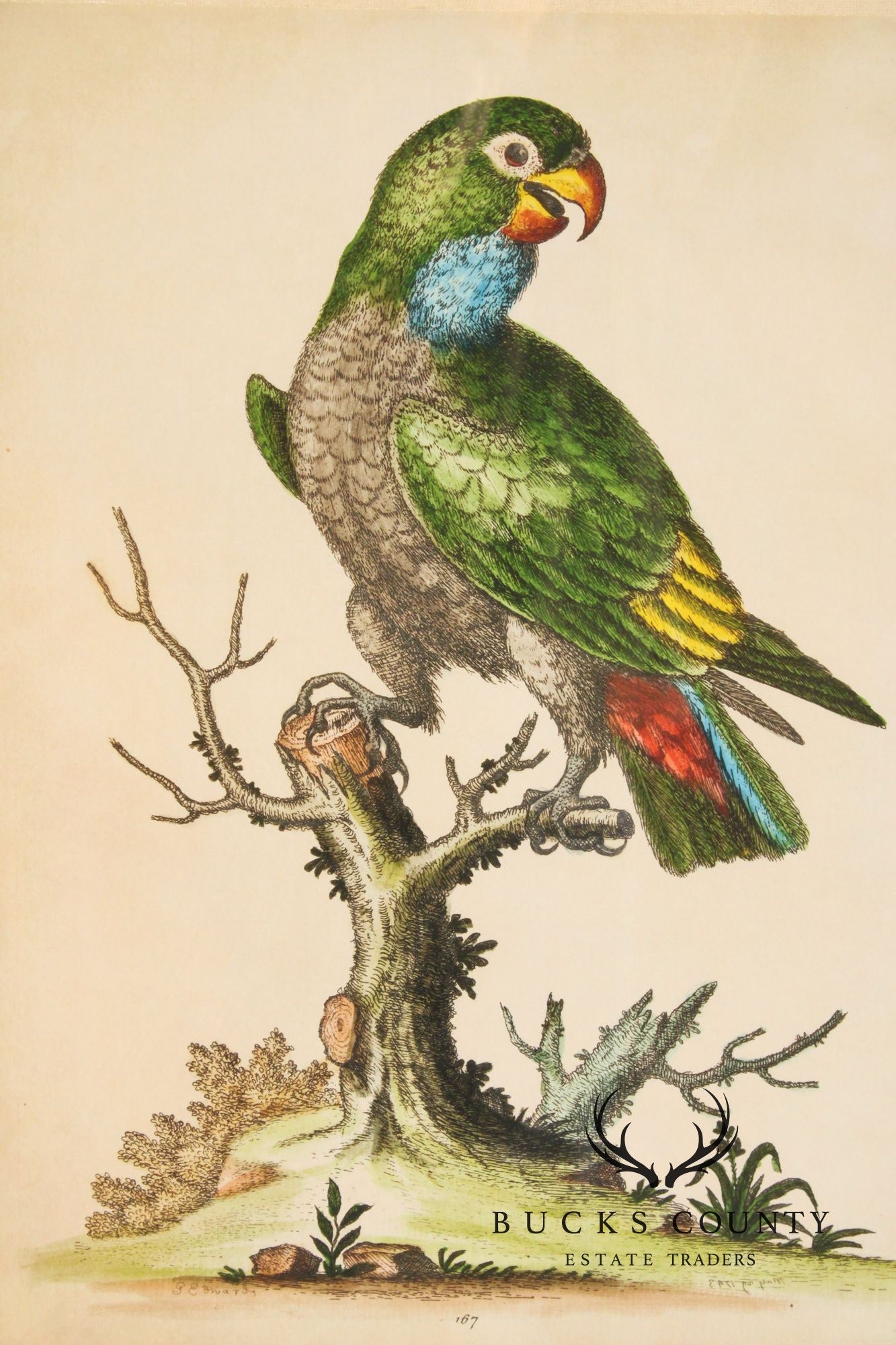 George Edwards Ornithological Print, 'Paradise Parrots I'