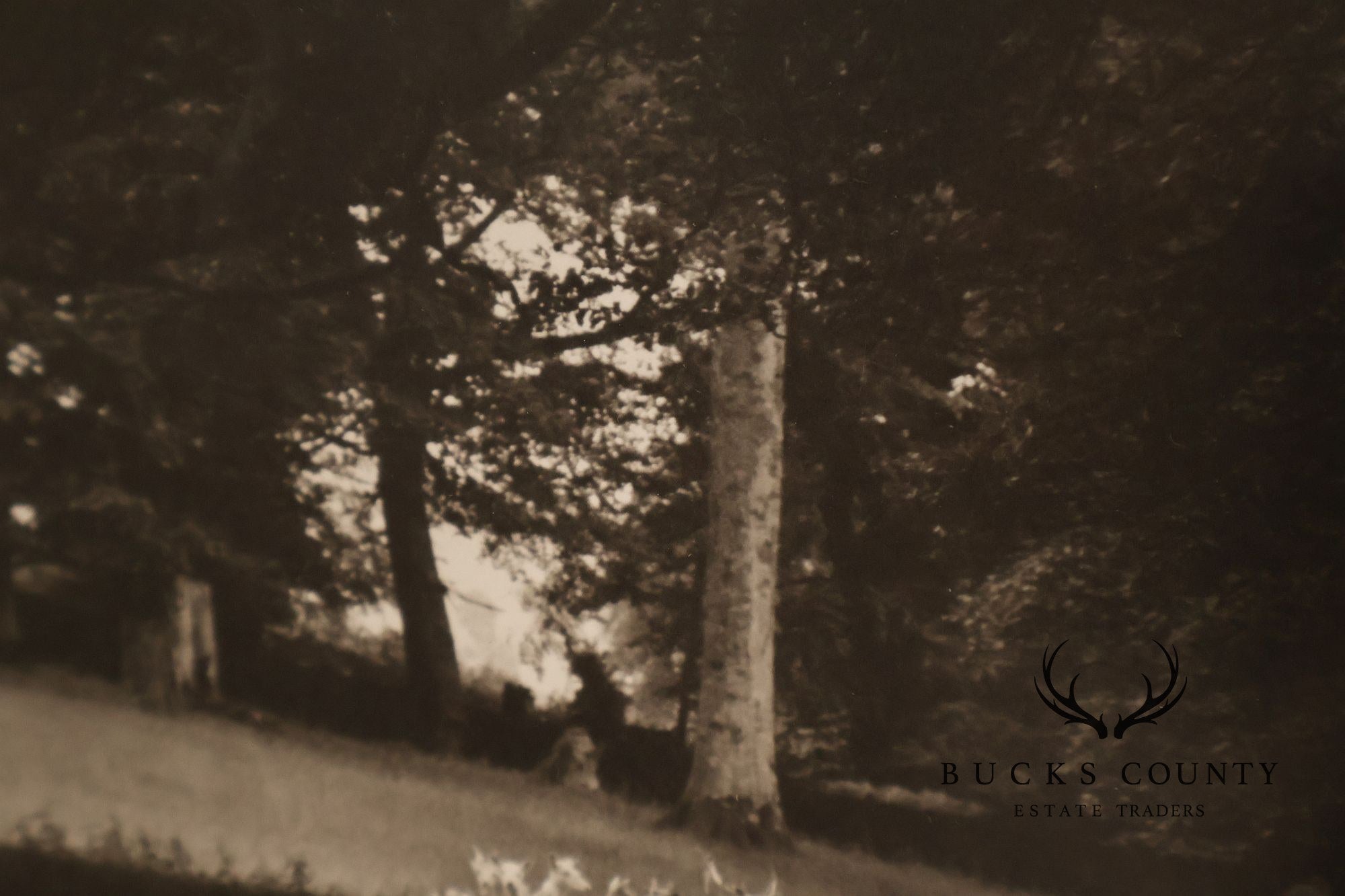 Paul Caponigro Original Print, 'Standing White Deer, County Wicklow, Ireland'