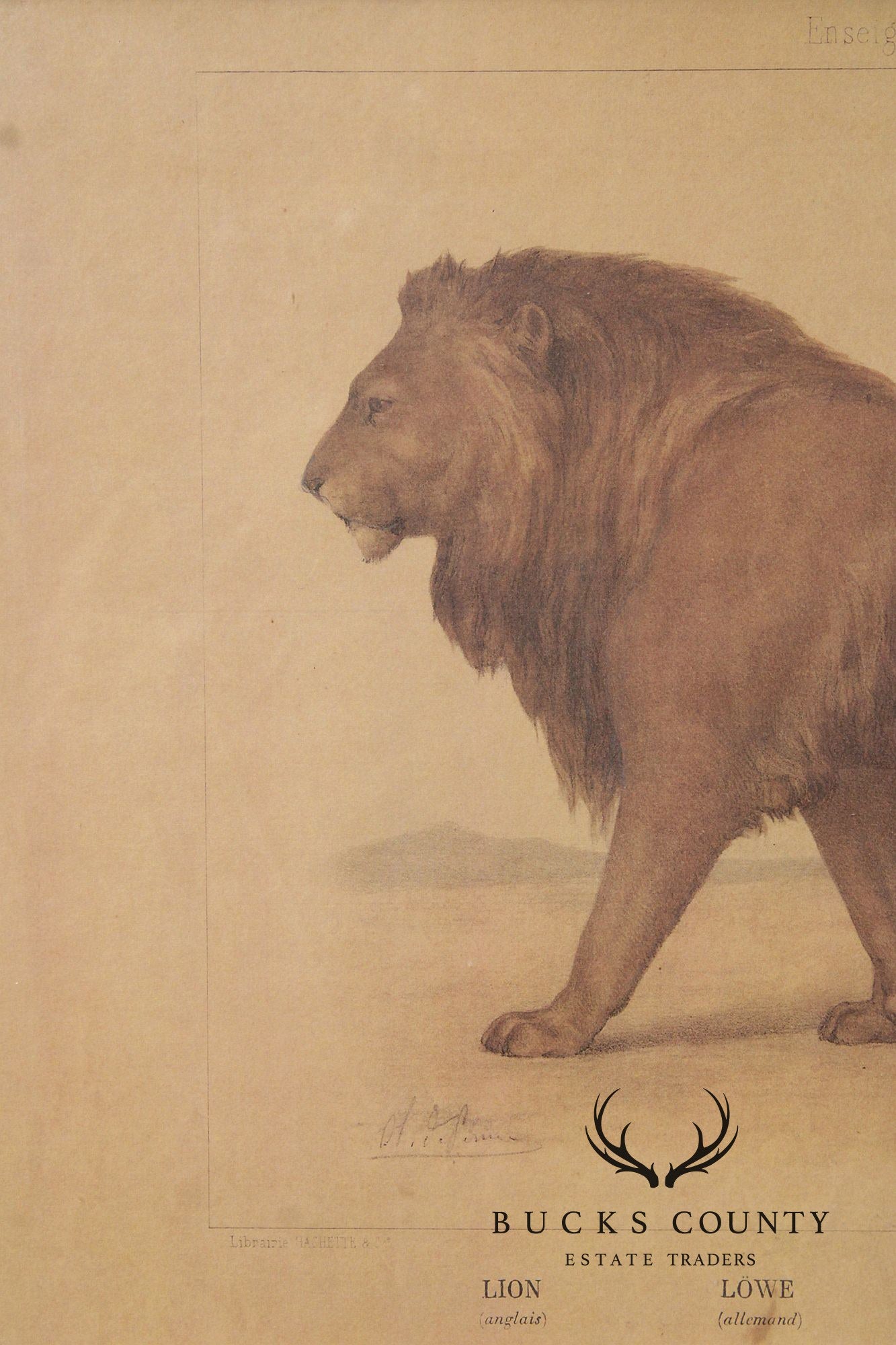 Antique Framed French Zoological Lion Print