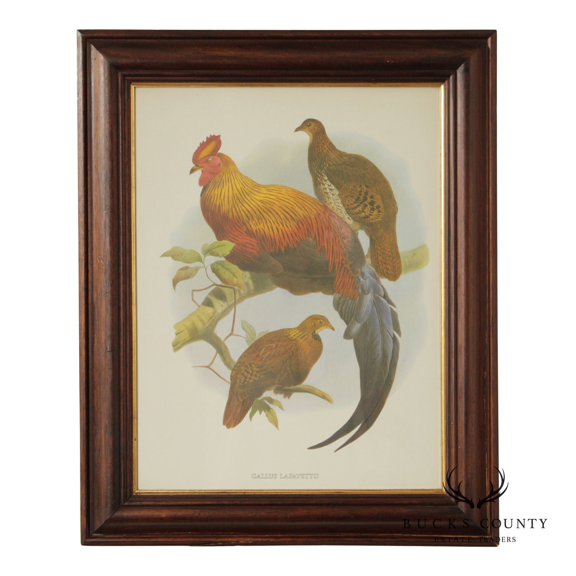 Vintage Ornithological Print, 'Gallus Lafayettii'