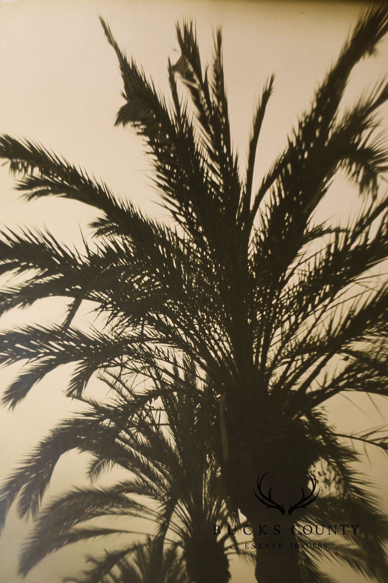 Michael Bryant Pair of Framed Photographs, 'Palm Study'