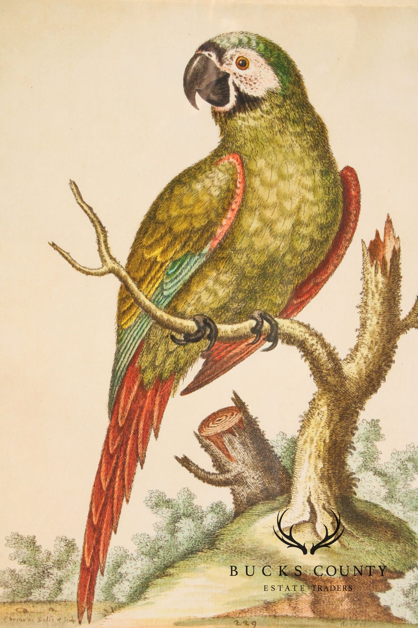 George Edwards Ornithological Print, 'Paradise Parrots II'