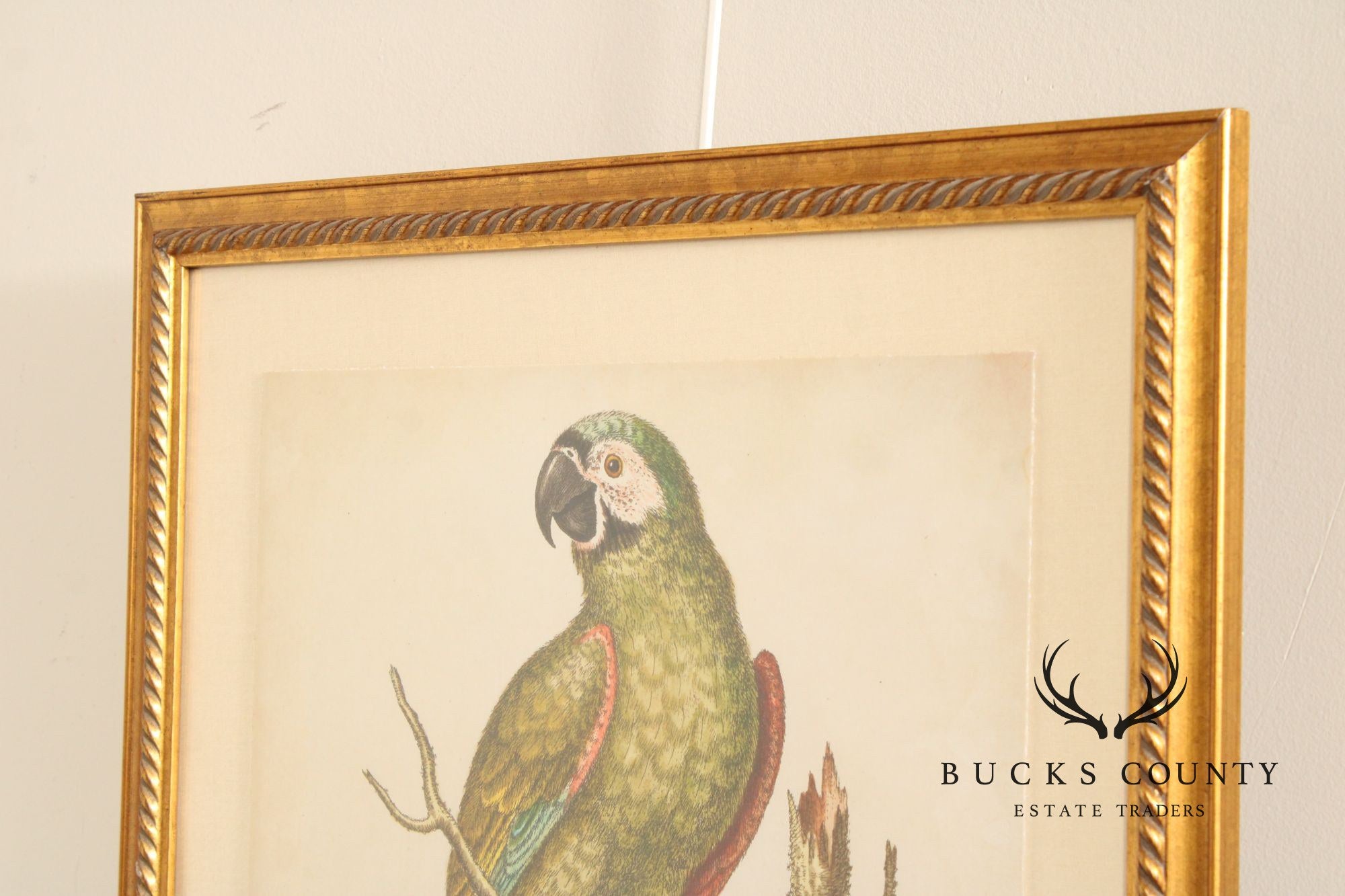 George Edwards Ornithological Print, 'Paradise Parrots II'