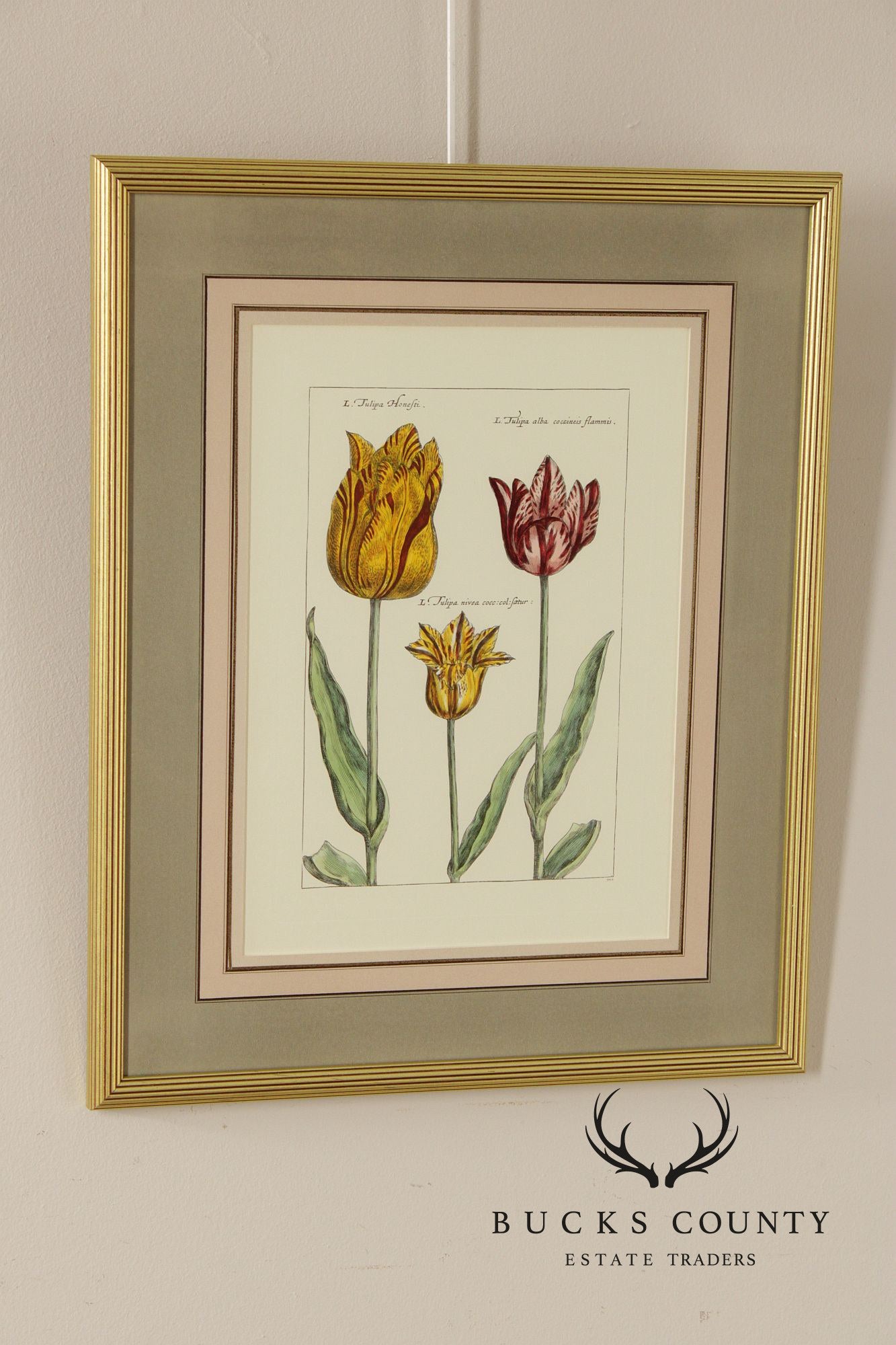 After Crispijn Van de Passe Pair of Tulip Botanical Prints