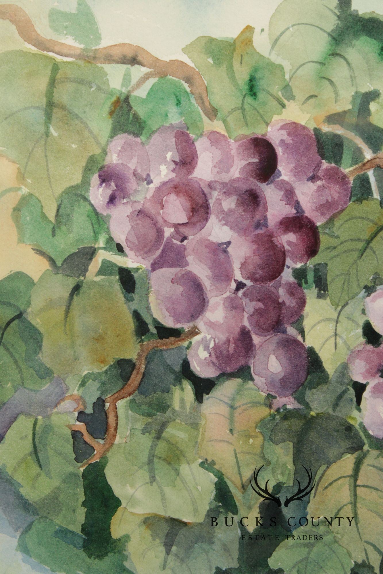 Libby Anderson Watercolor, Still Life of Grapevine