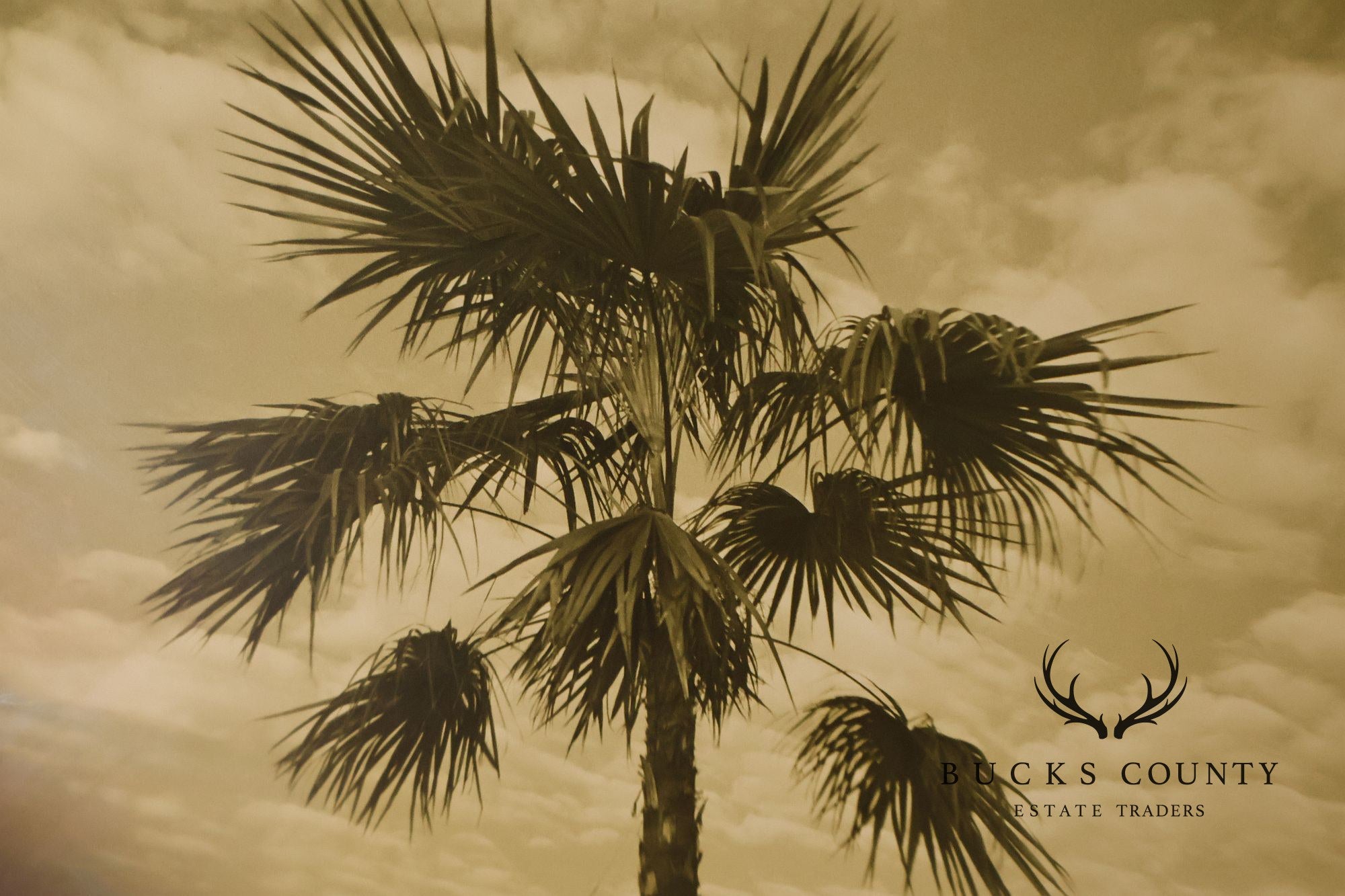 Michael Bryant Pair of Framed Photographs, 'Palm Study'