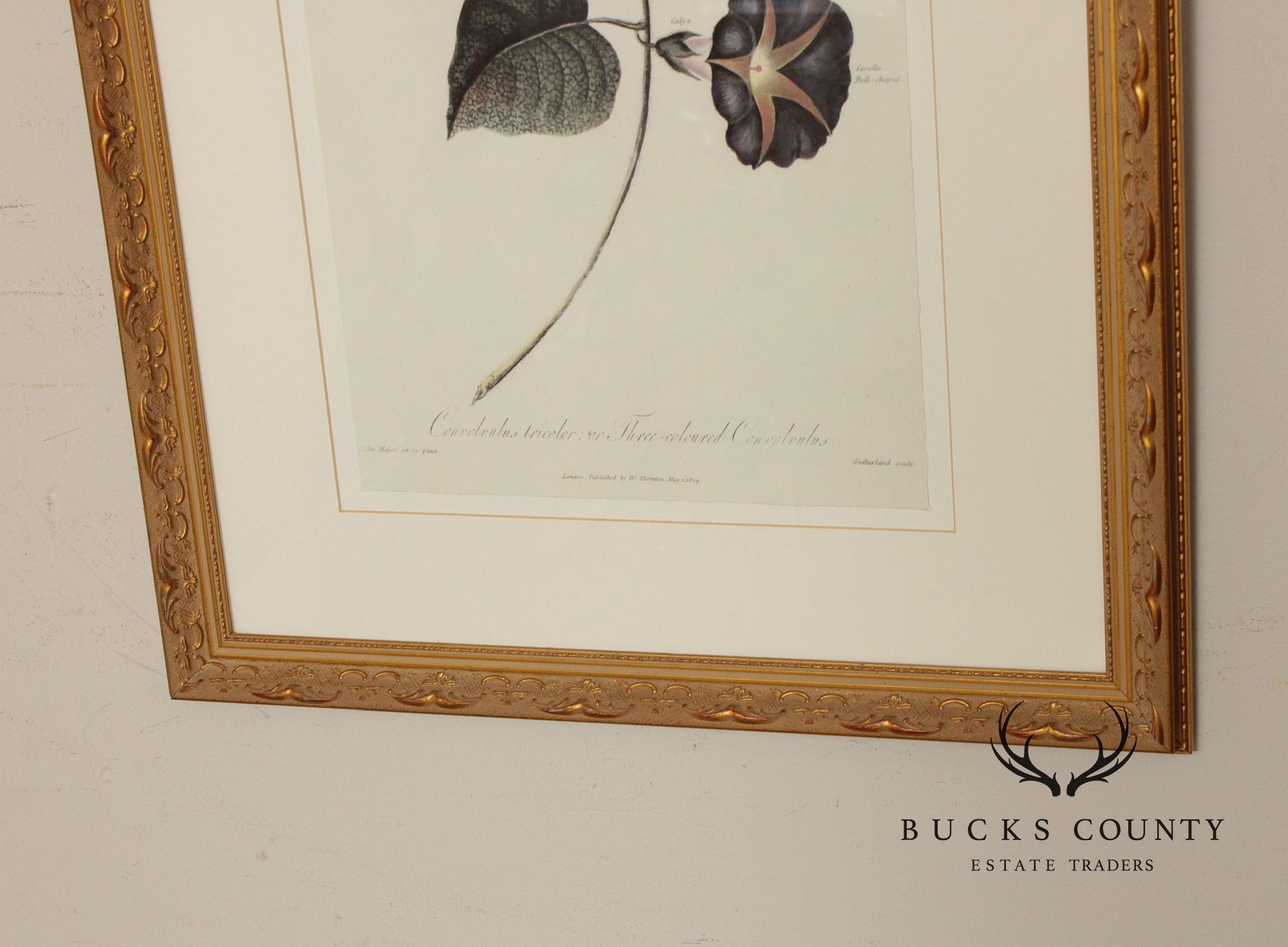 Decorative Set of Three Botanical Prints