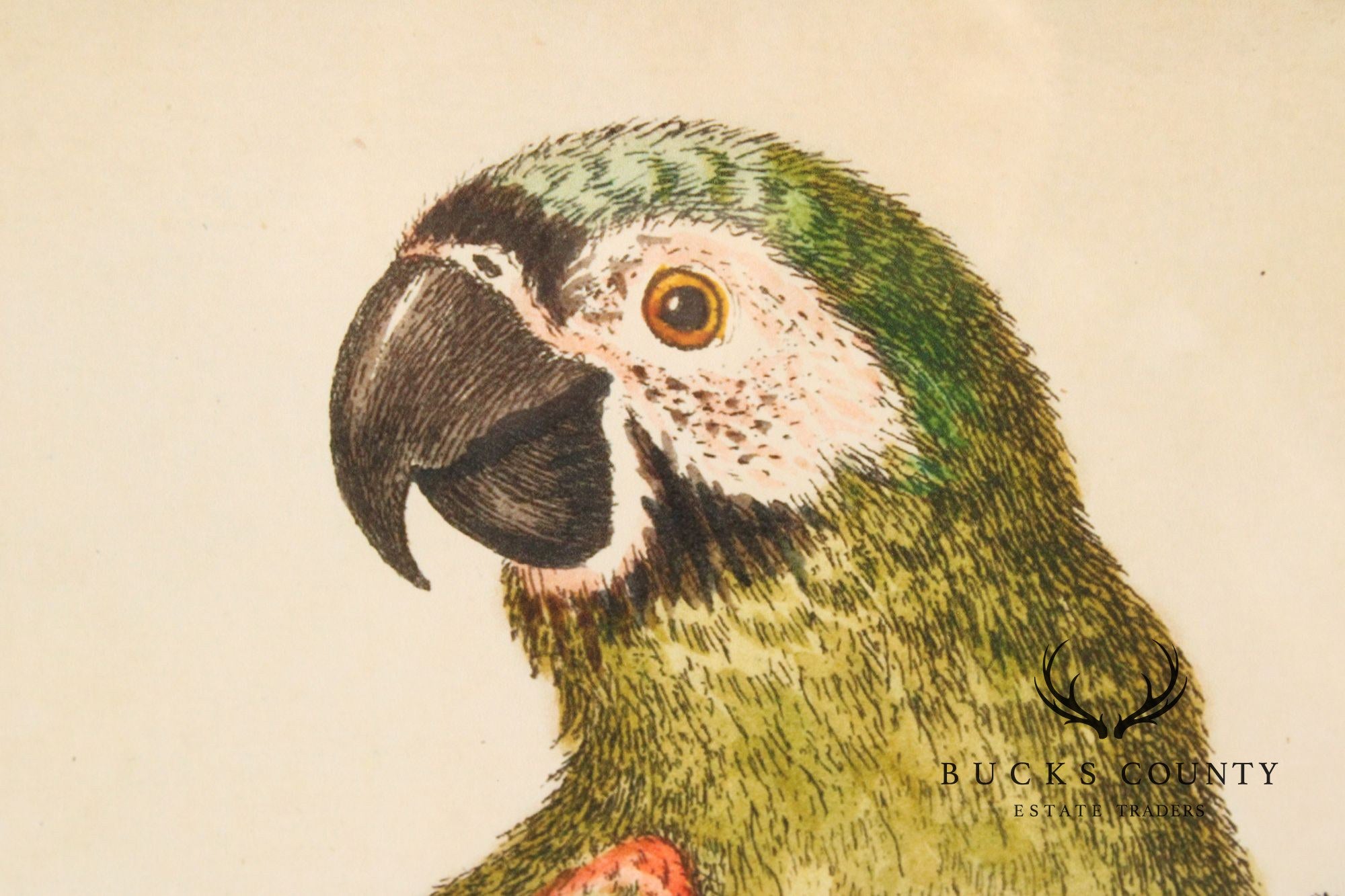 George Edwards Ornithological Print, 'Paradise Parrots II'