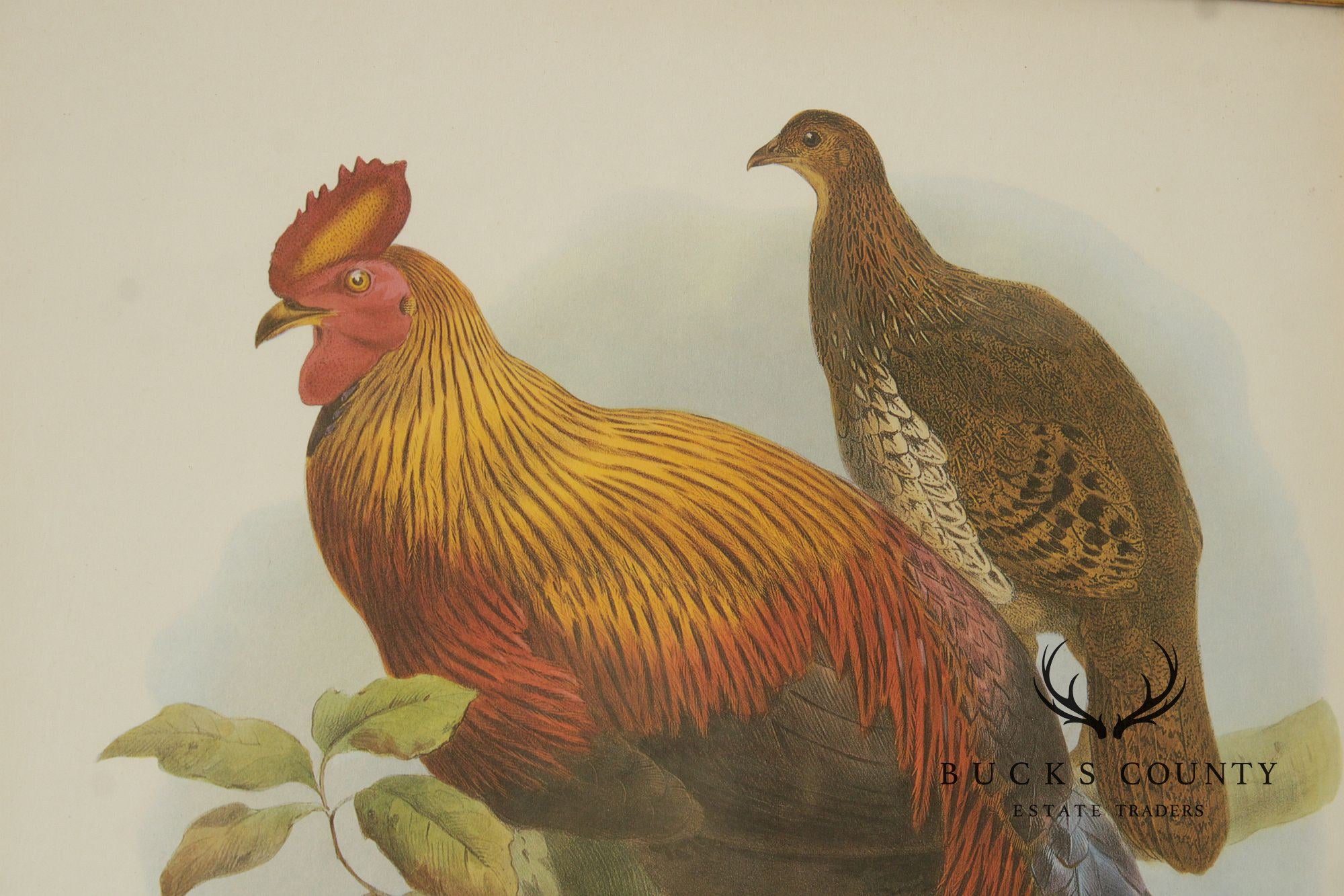 Vintage Ornithological Print, 'Gallus Lafayettii'