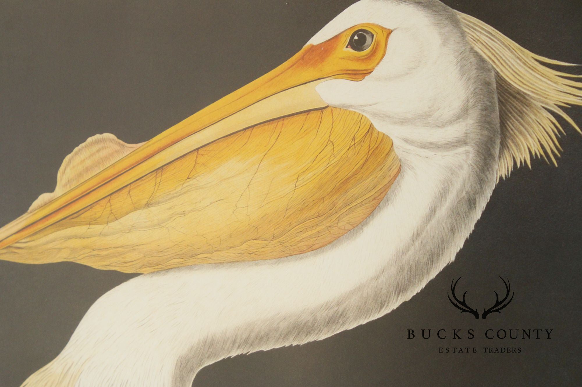 John James Audubon Ornithological, 'American White Pelican'