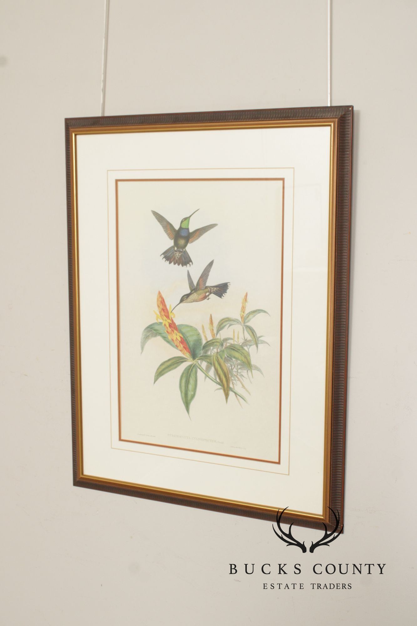 J. Gould and H.C. Richter Ornithological Print, 'Sternoclyta Cyaneipectus'