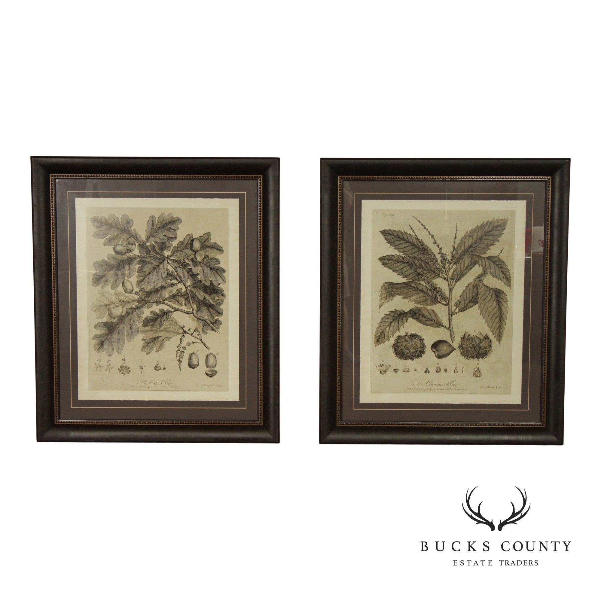 Pair of Botanical Prints, 'The Chestnut Tree' and 'The Oak Tree'