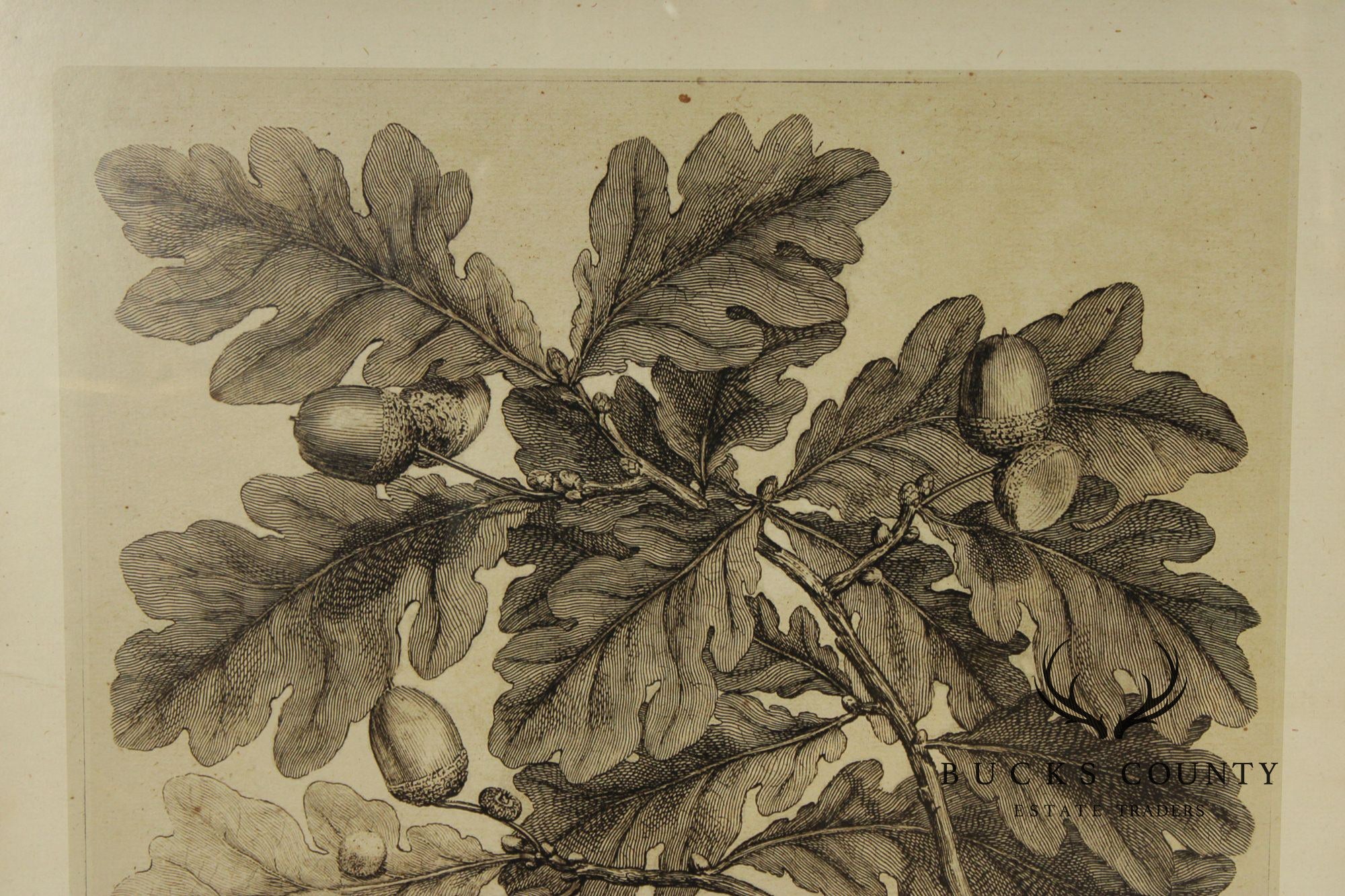 Pair of Botanical Prints, 'The Chestnut Tree' and 'The Oak Tree'