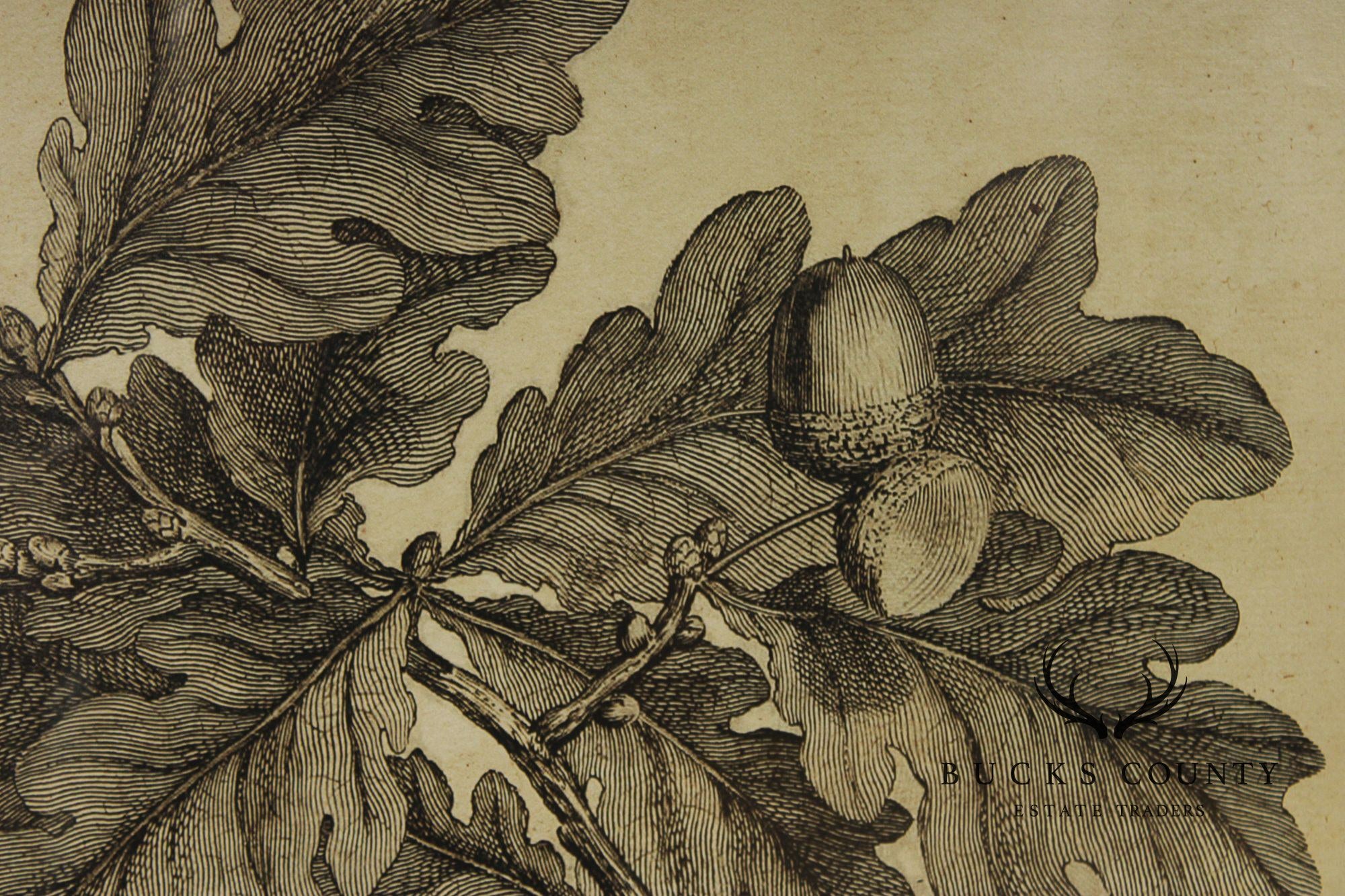 Pair of Botanical Prints, 'The Chestnut Tree' and 'The Oak Tree'