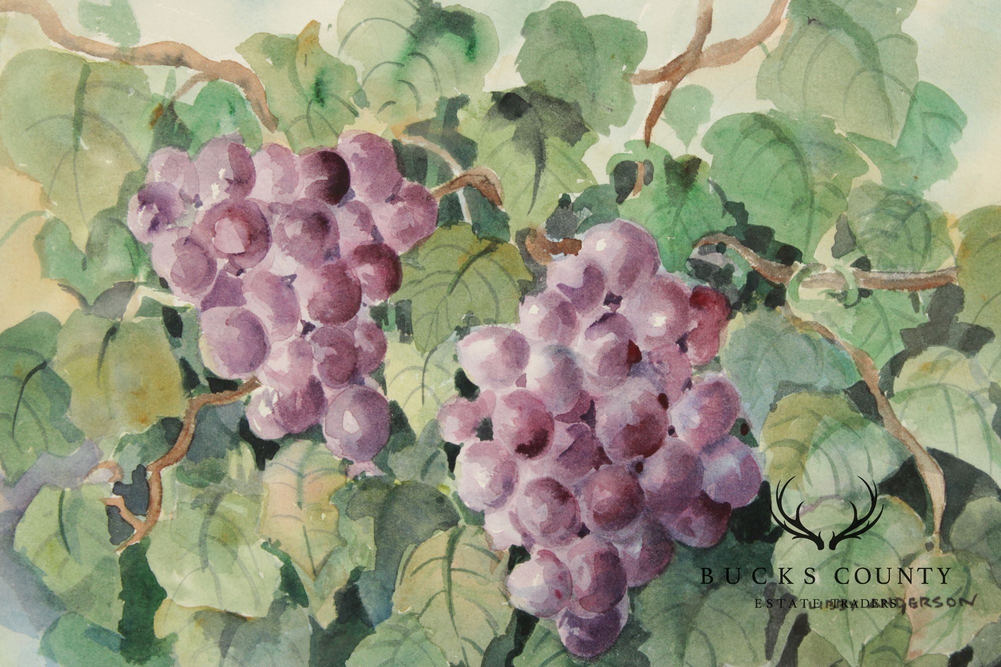 Libby Anderson Watercolor, Still Life of Grapevine