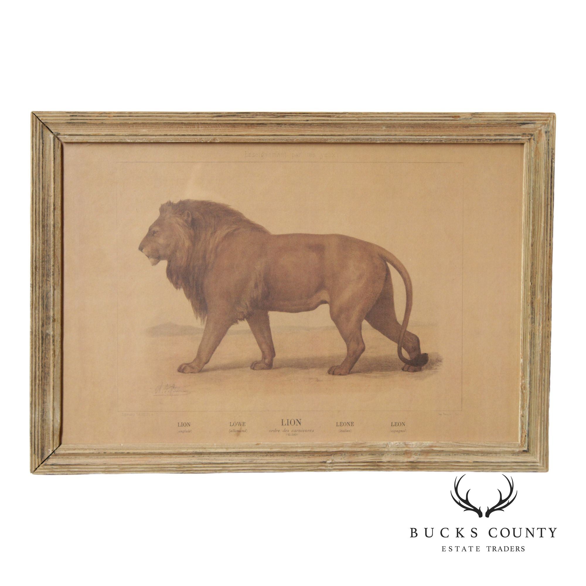 Antique Framed French Zoological Lion Print