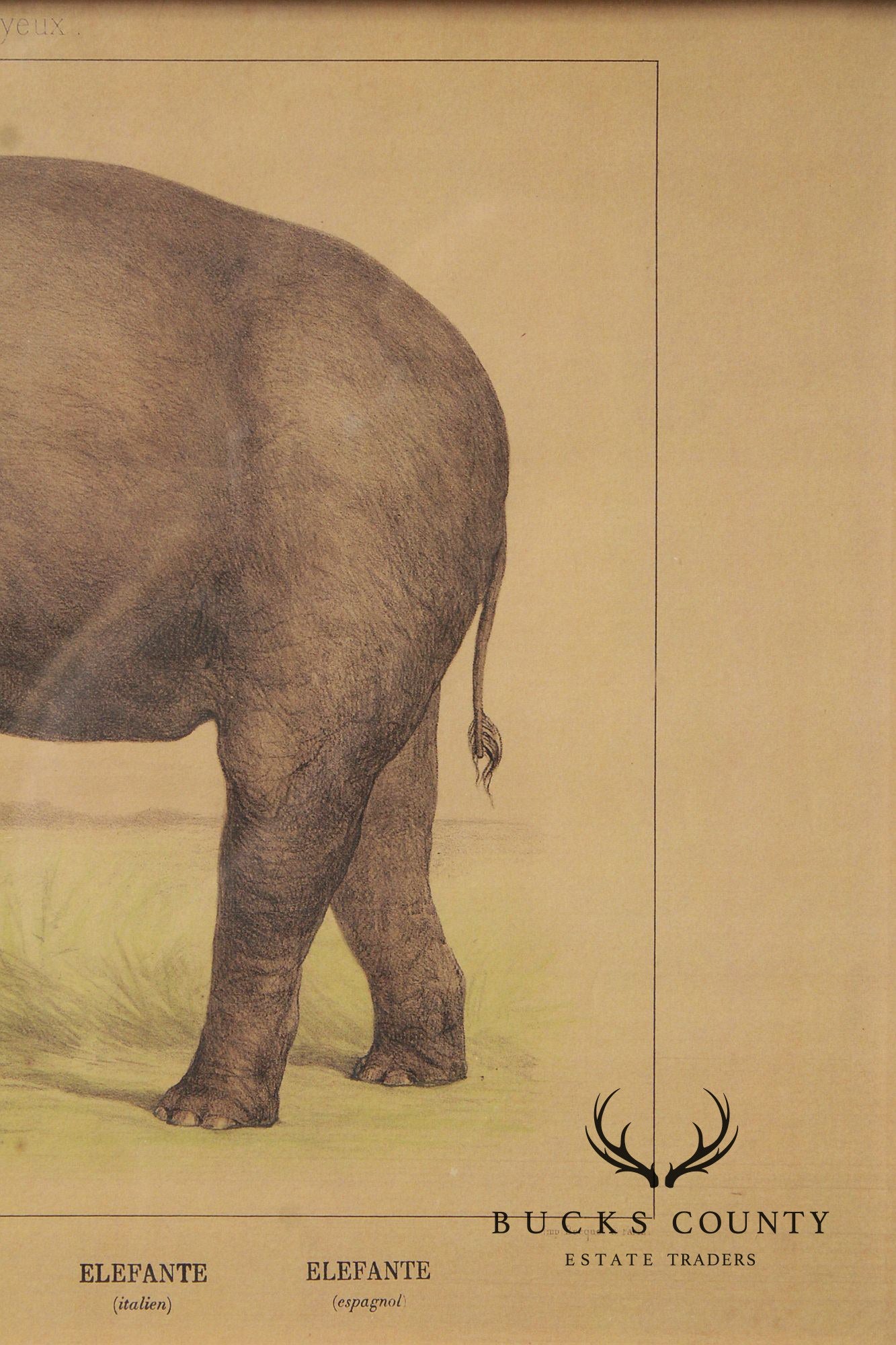 Antique French Zoological Elephant Print