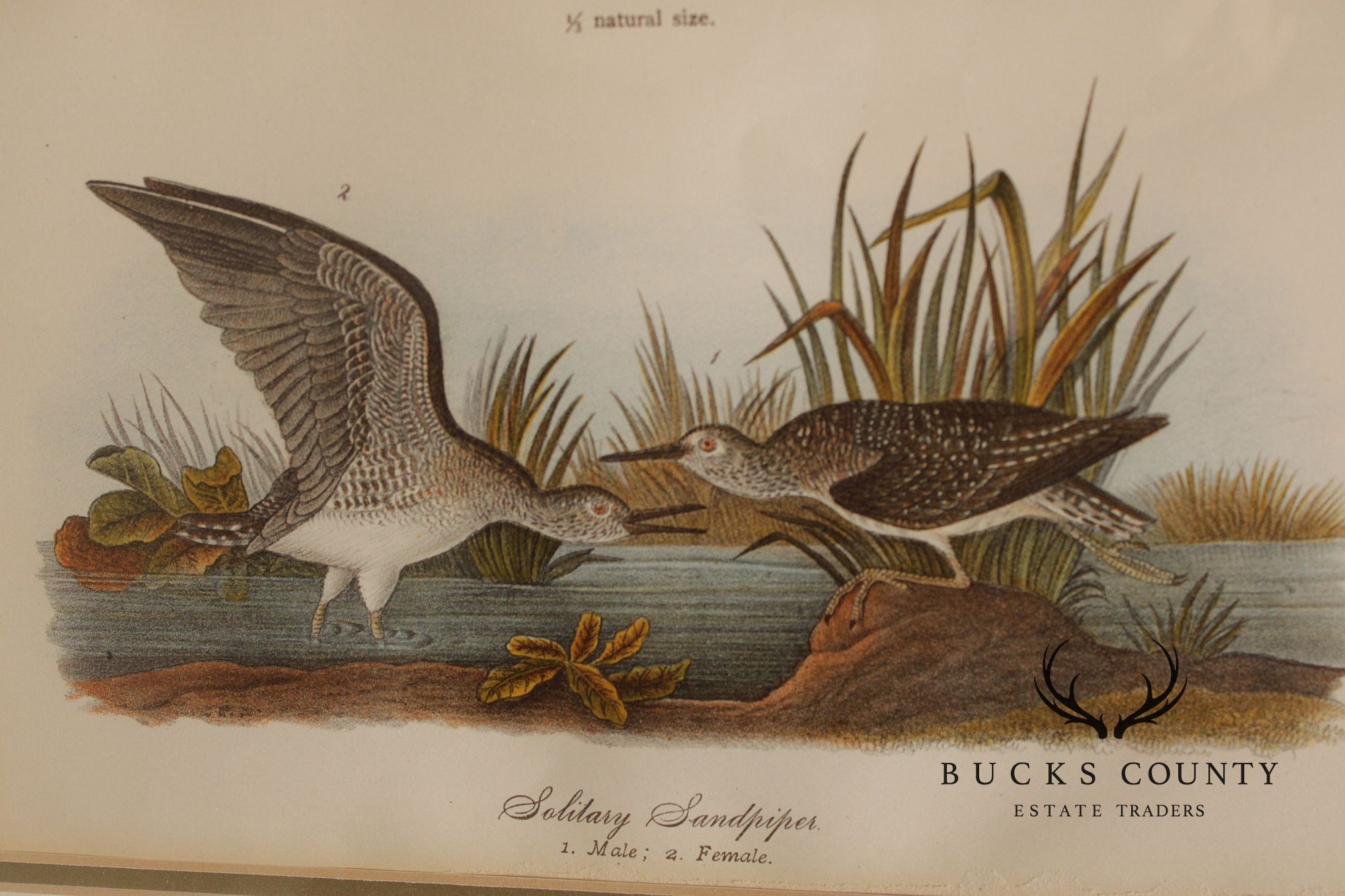 Pair of Ornithological Prints from 'Report on the Birds of Pennsylvania'