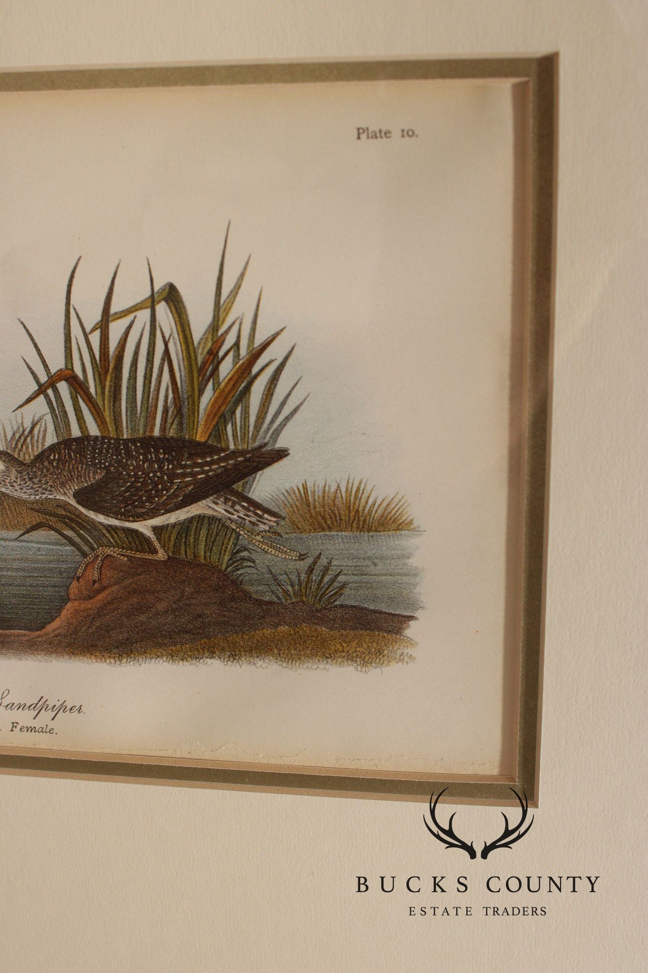 Pair of Ornithological Prints from 'Report on the Birds of Pennsylvania'