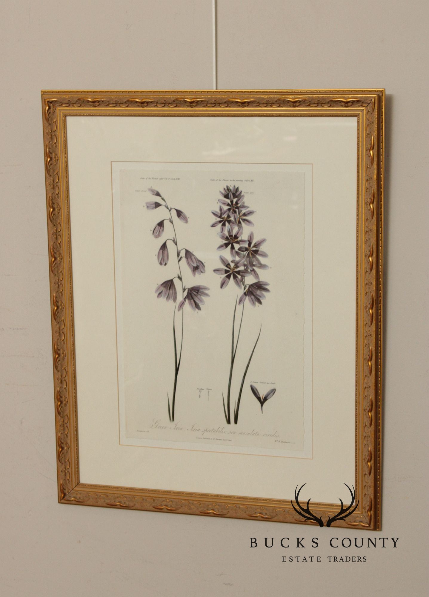 Decorative Set of Three Botanical Prints