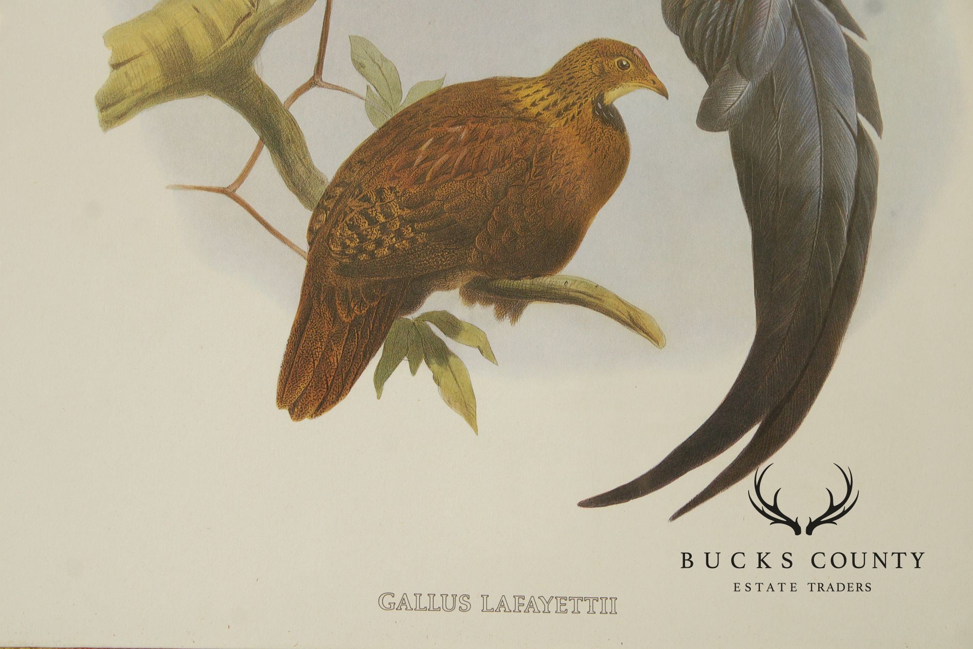 Vintage Ornithological Print, 'Gallus Lafayettii'