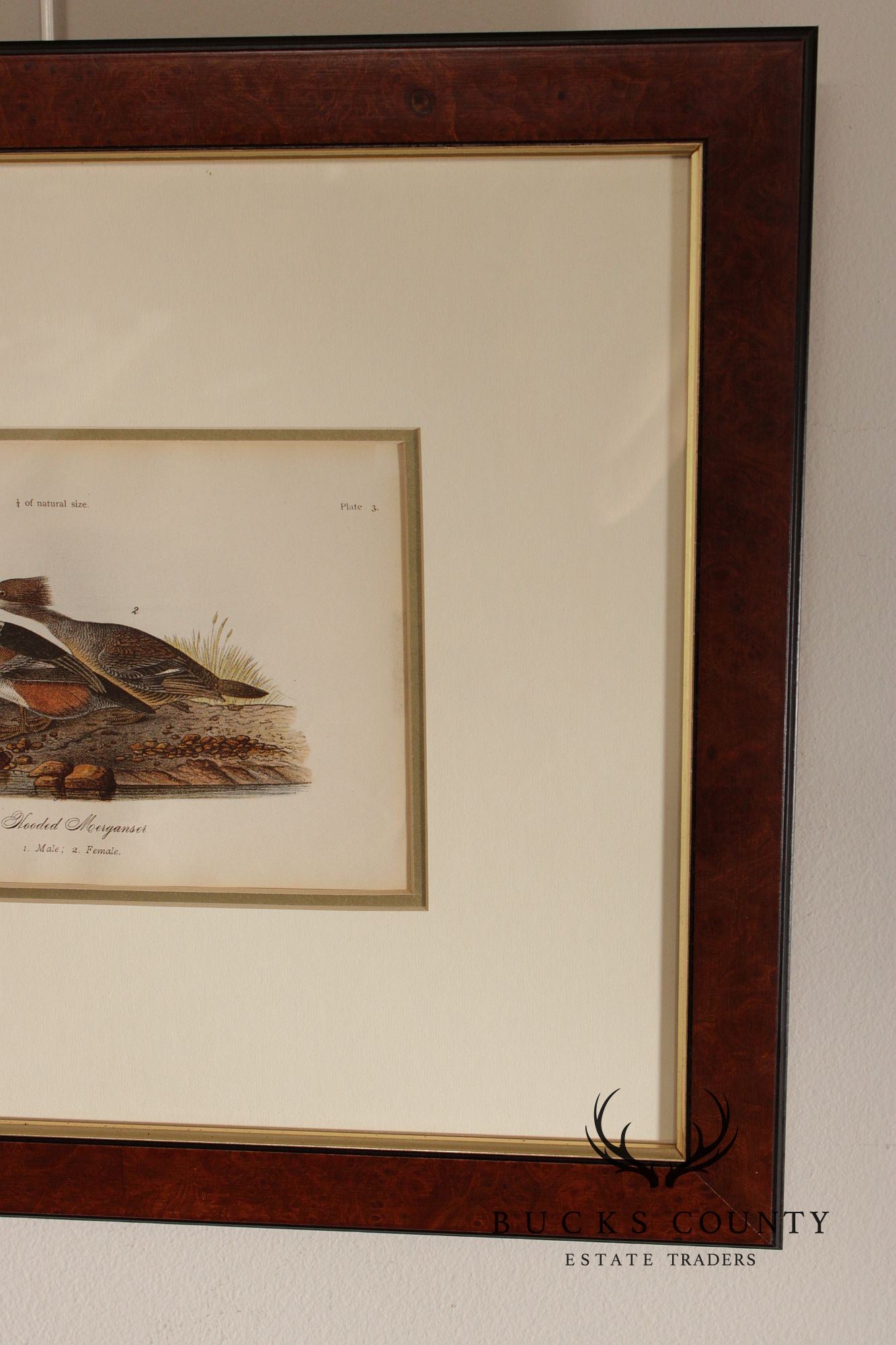 Pair of Ornithological Prints from 'Report on the Birds of Pennsylvania'