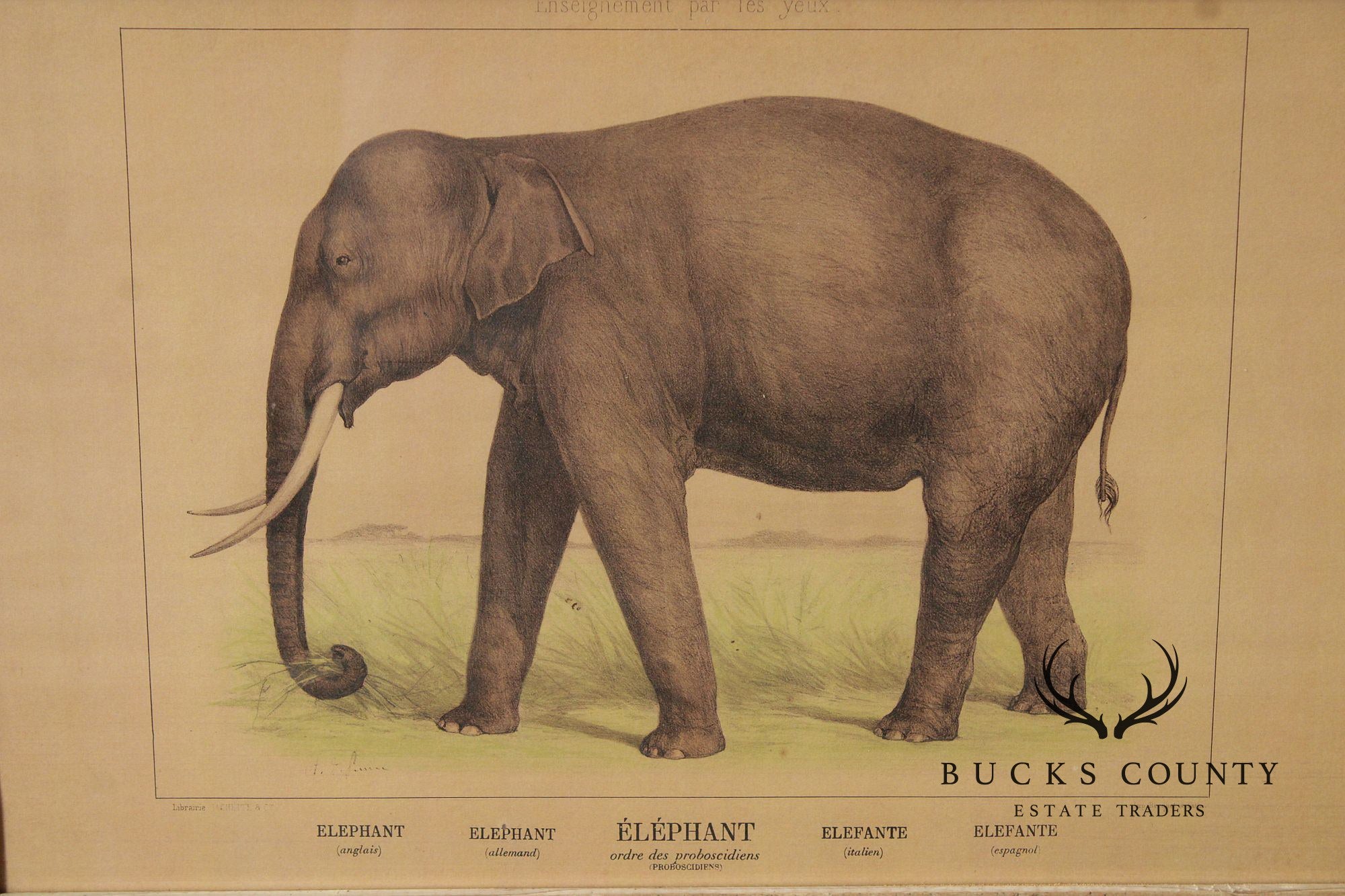 Antique French Zoological Elephant Print